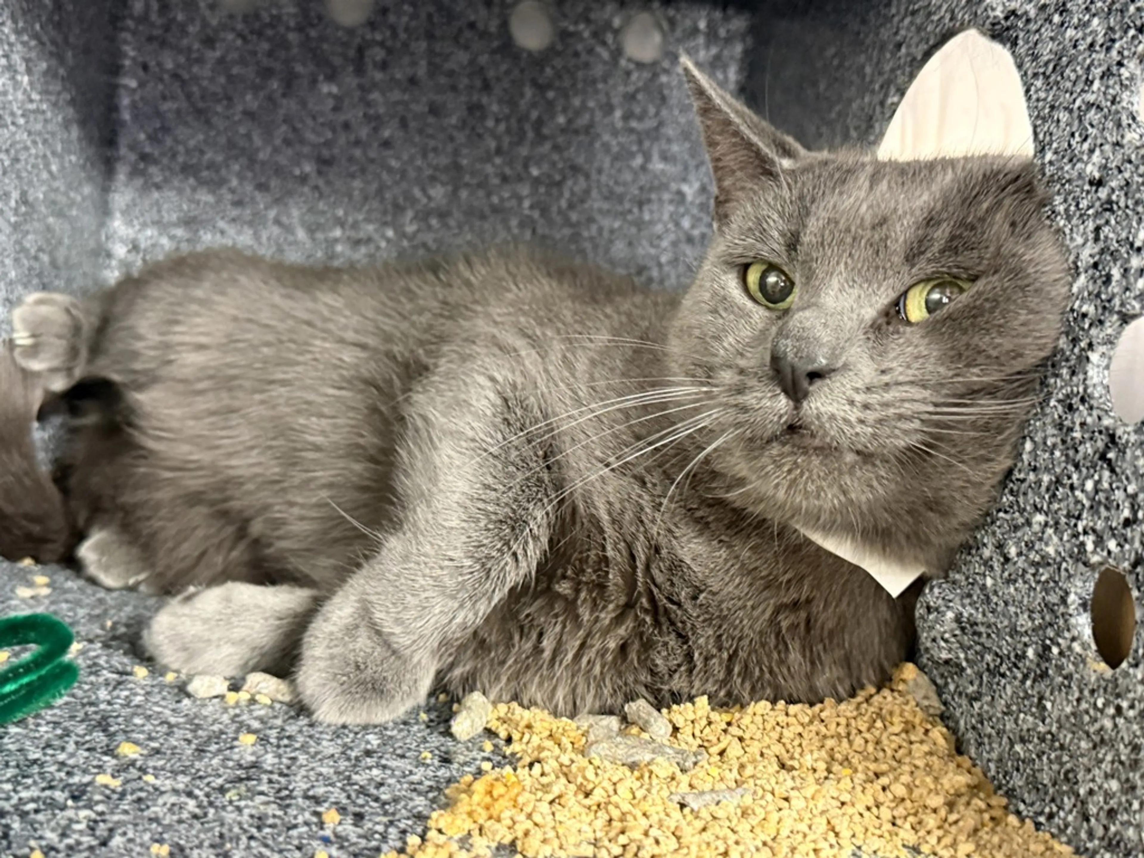 Found pet-2