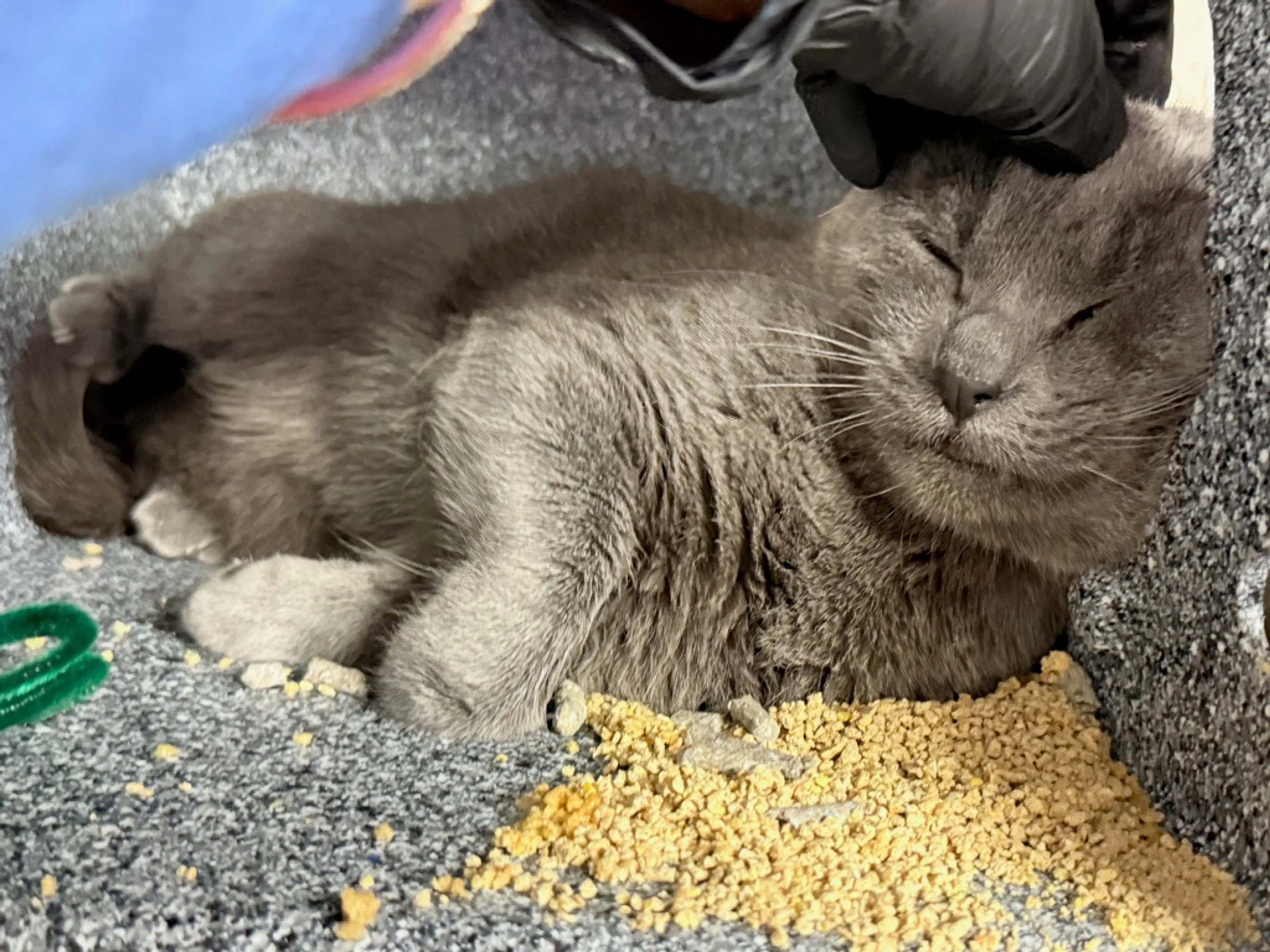 Found pet-1