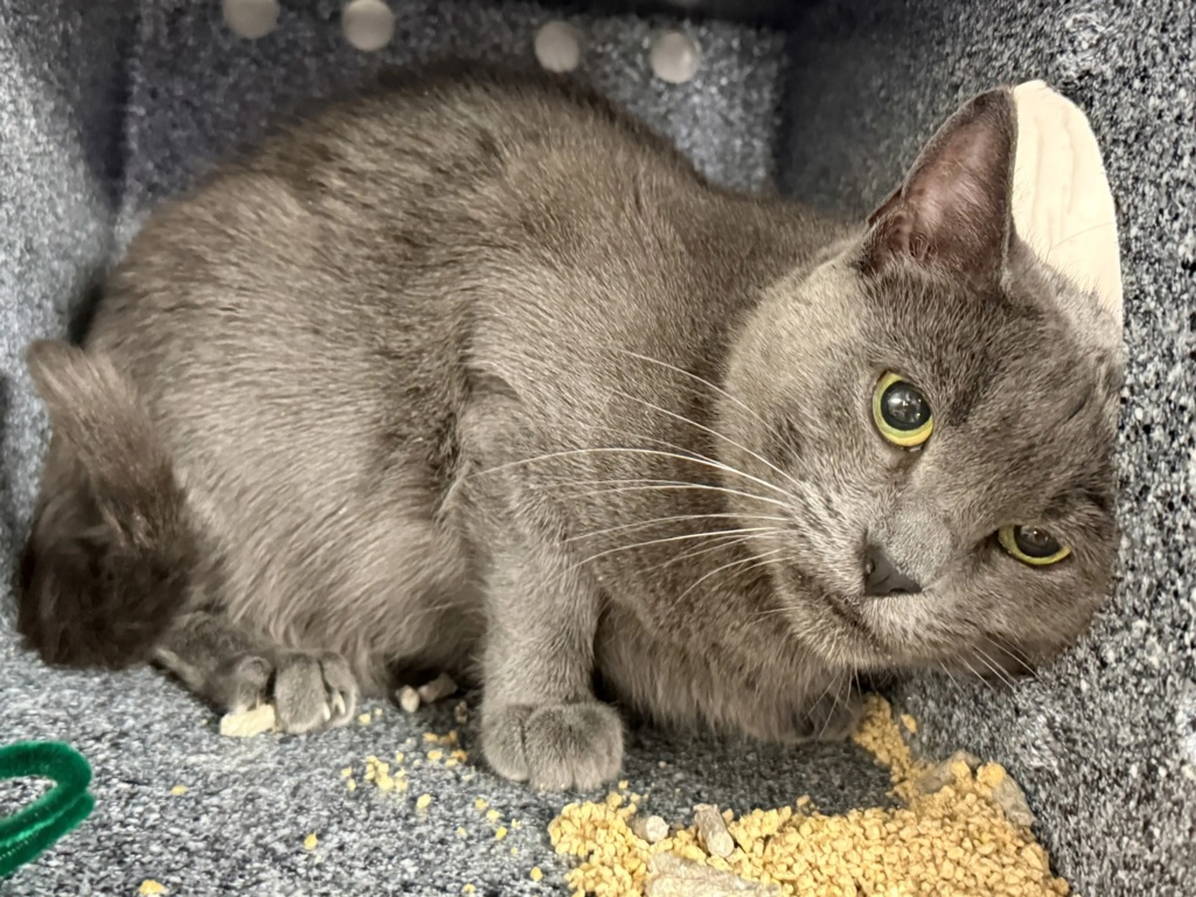 Found pet-3