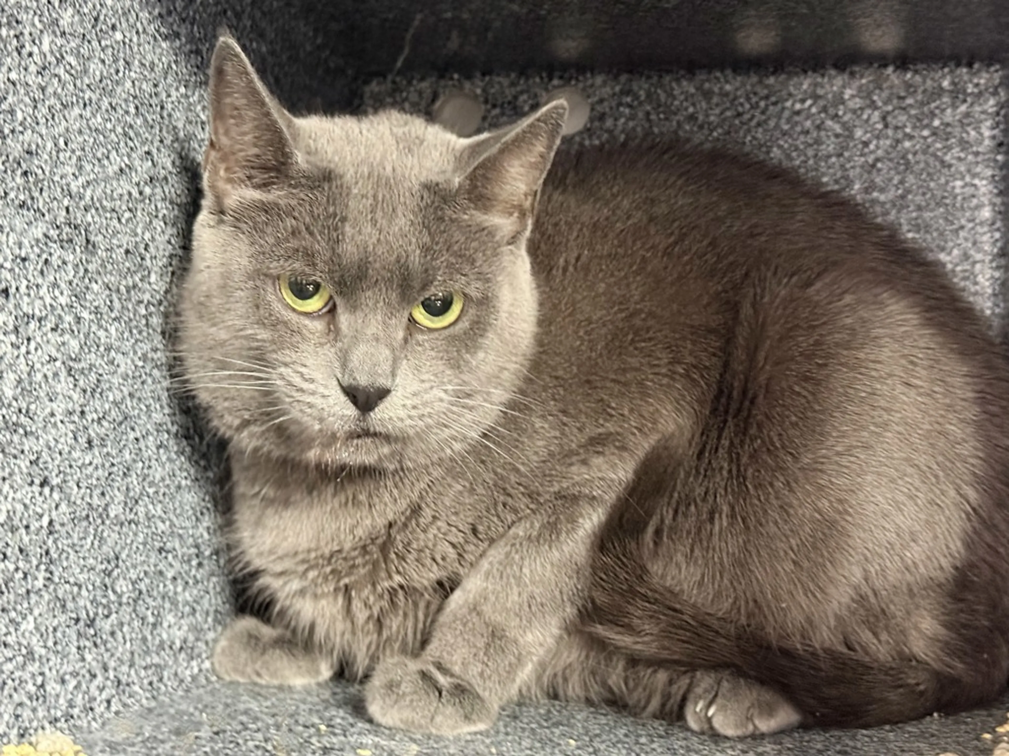 Found pet-5