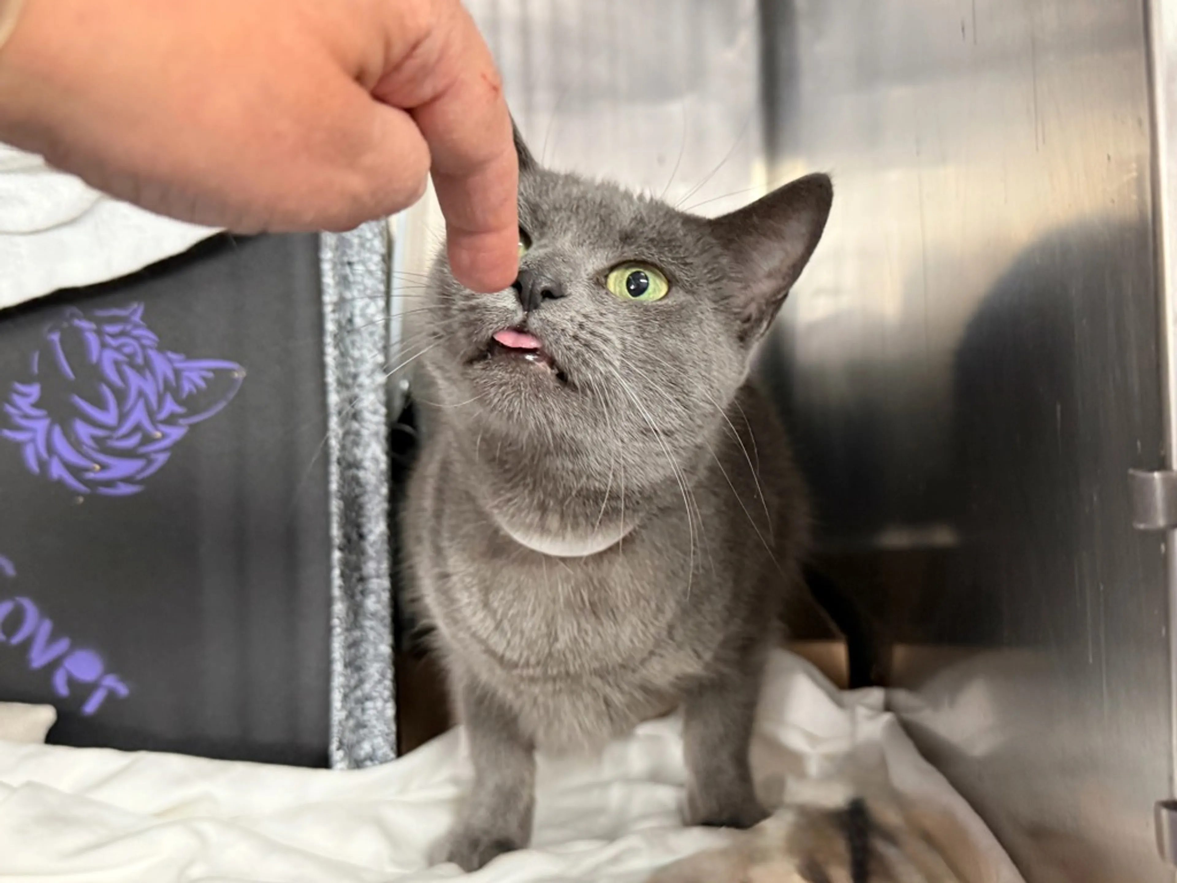 Found pet-8