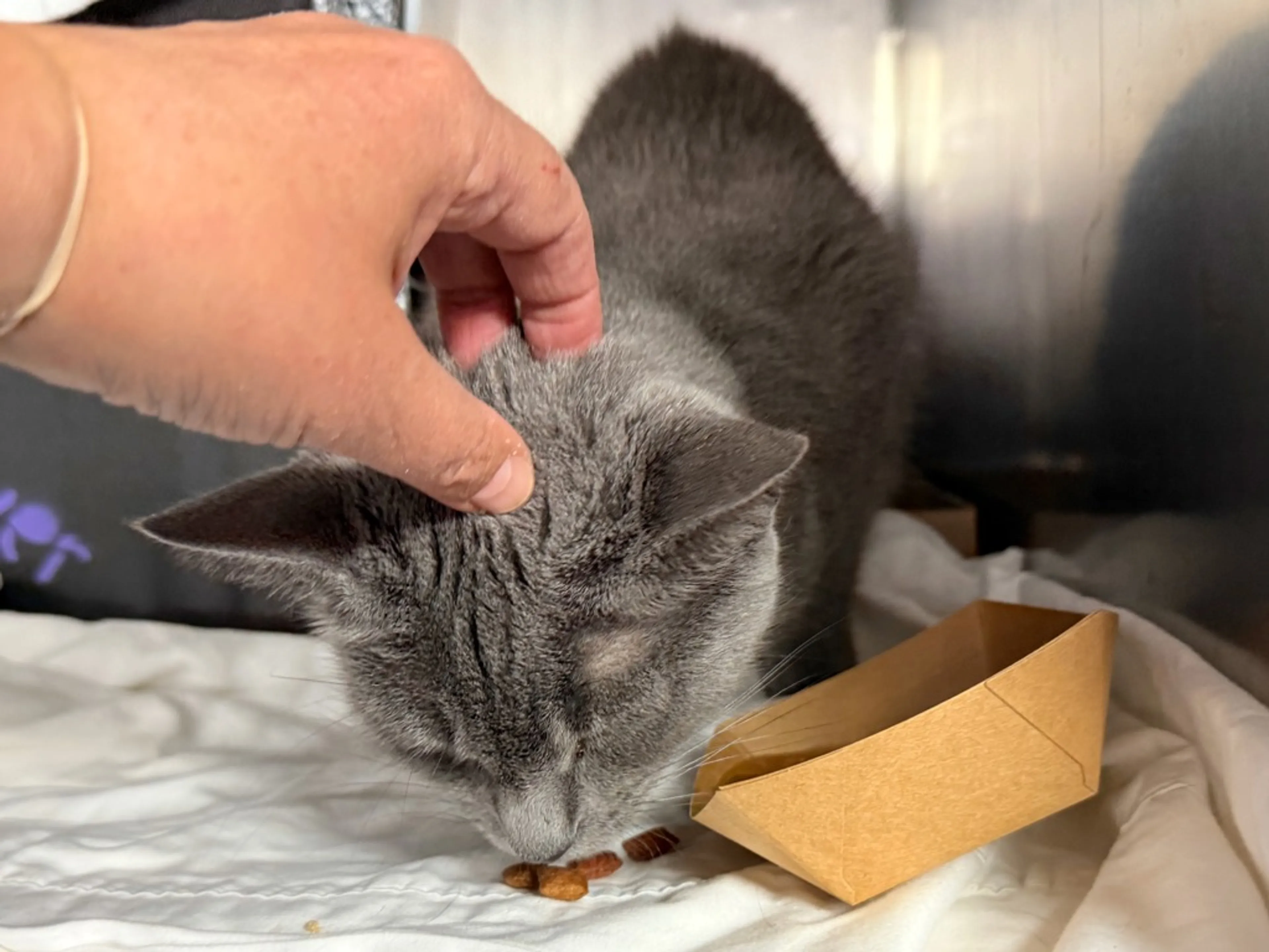 Found pet-9