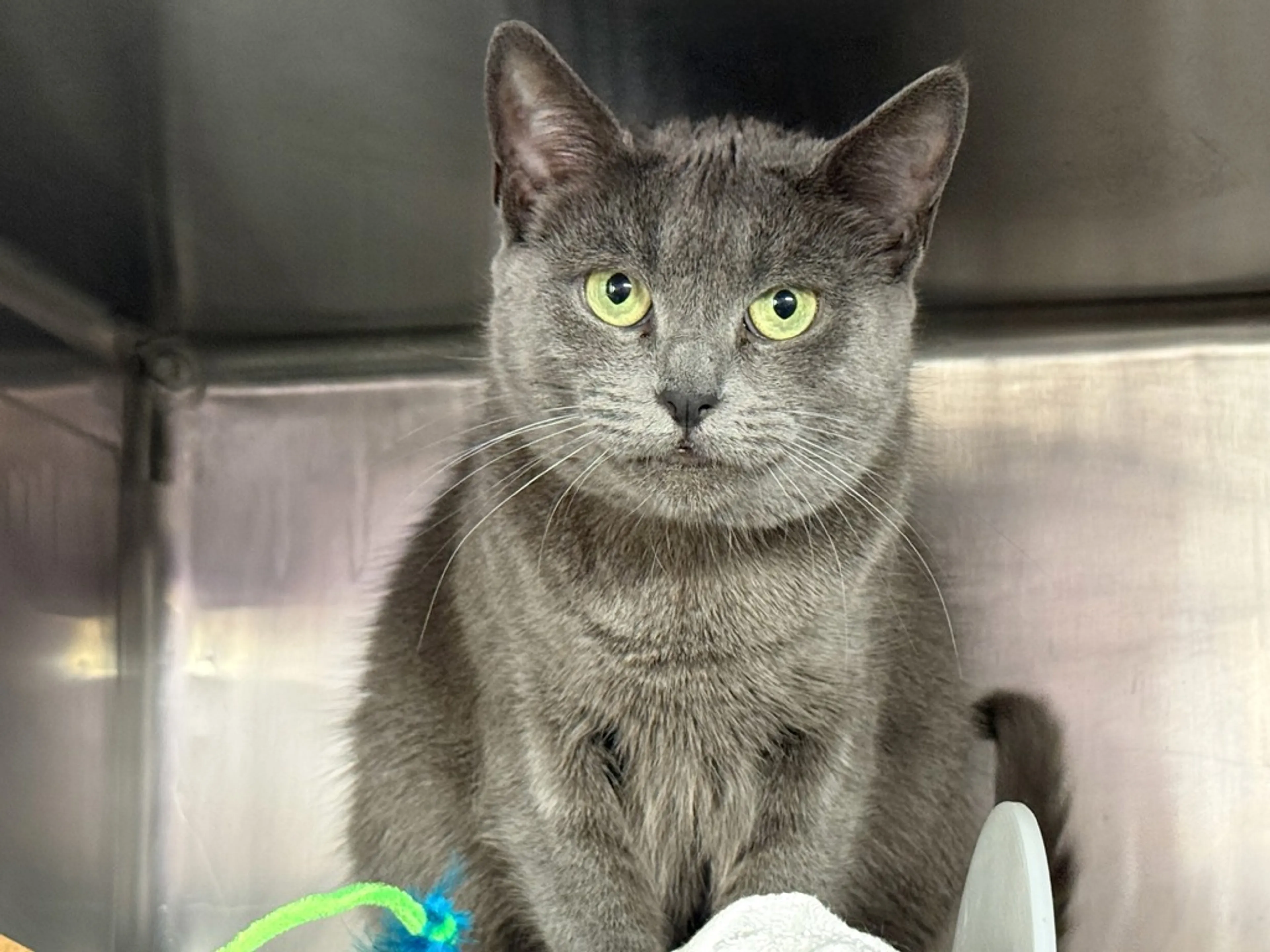 Found pet-7