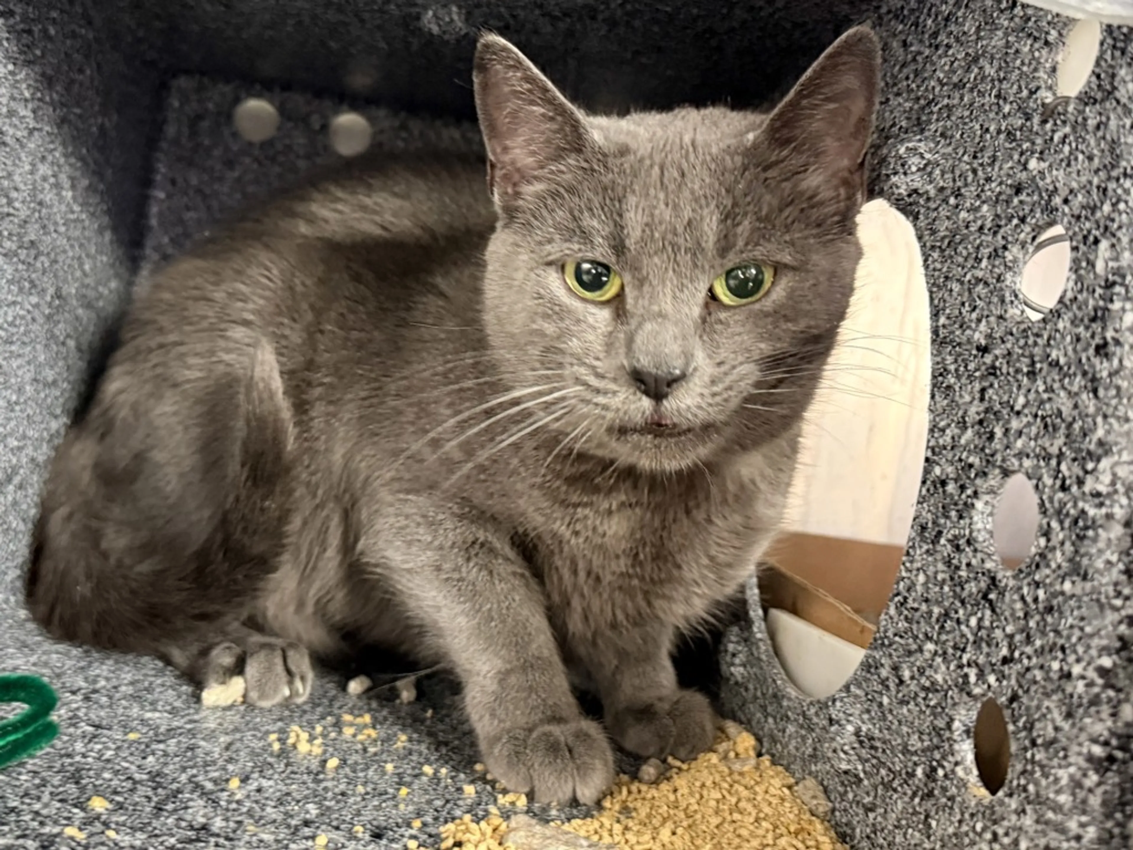 Found pet-4
