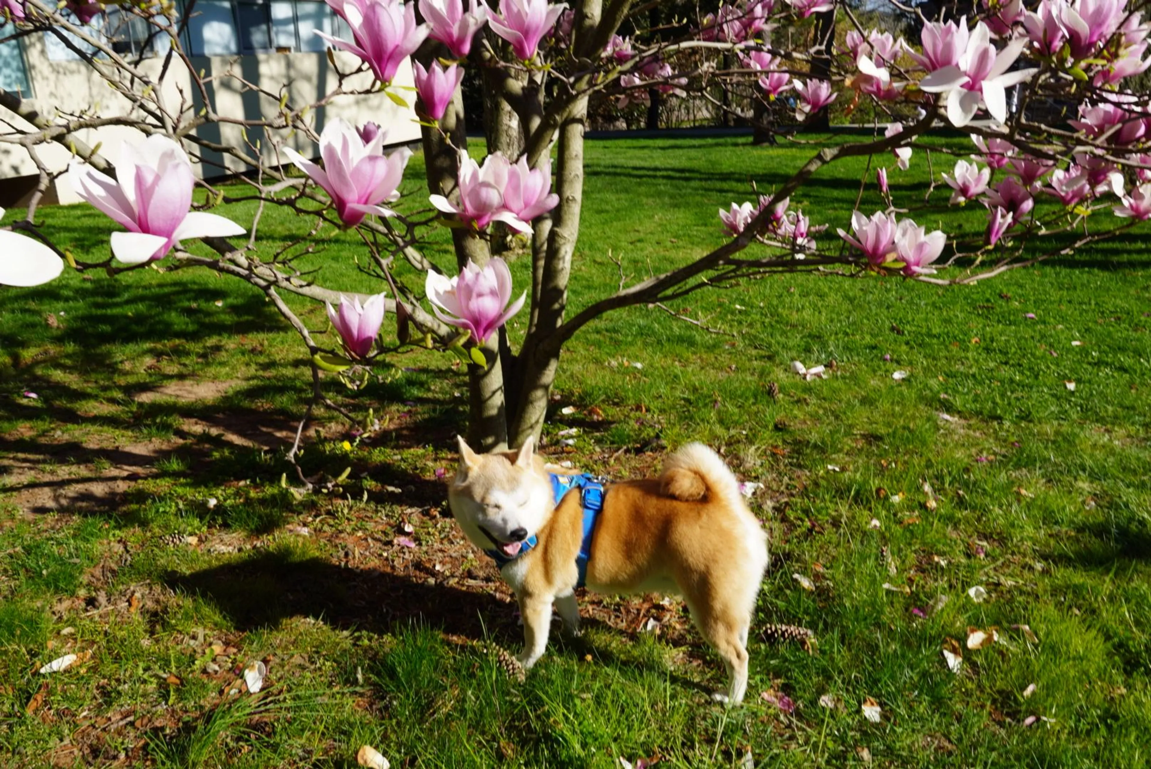 Lost pet-2