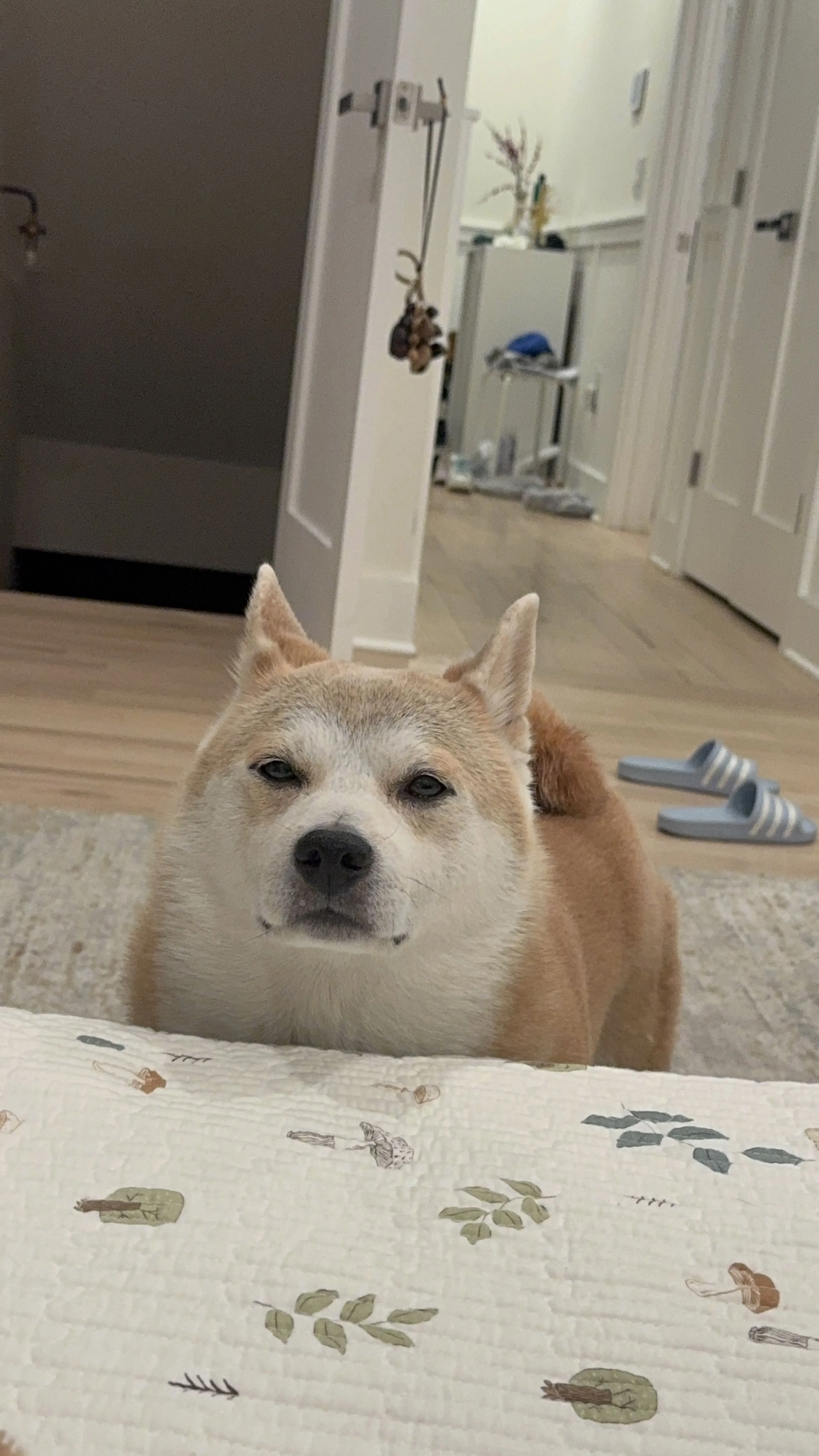 Lost pet-1