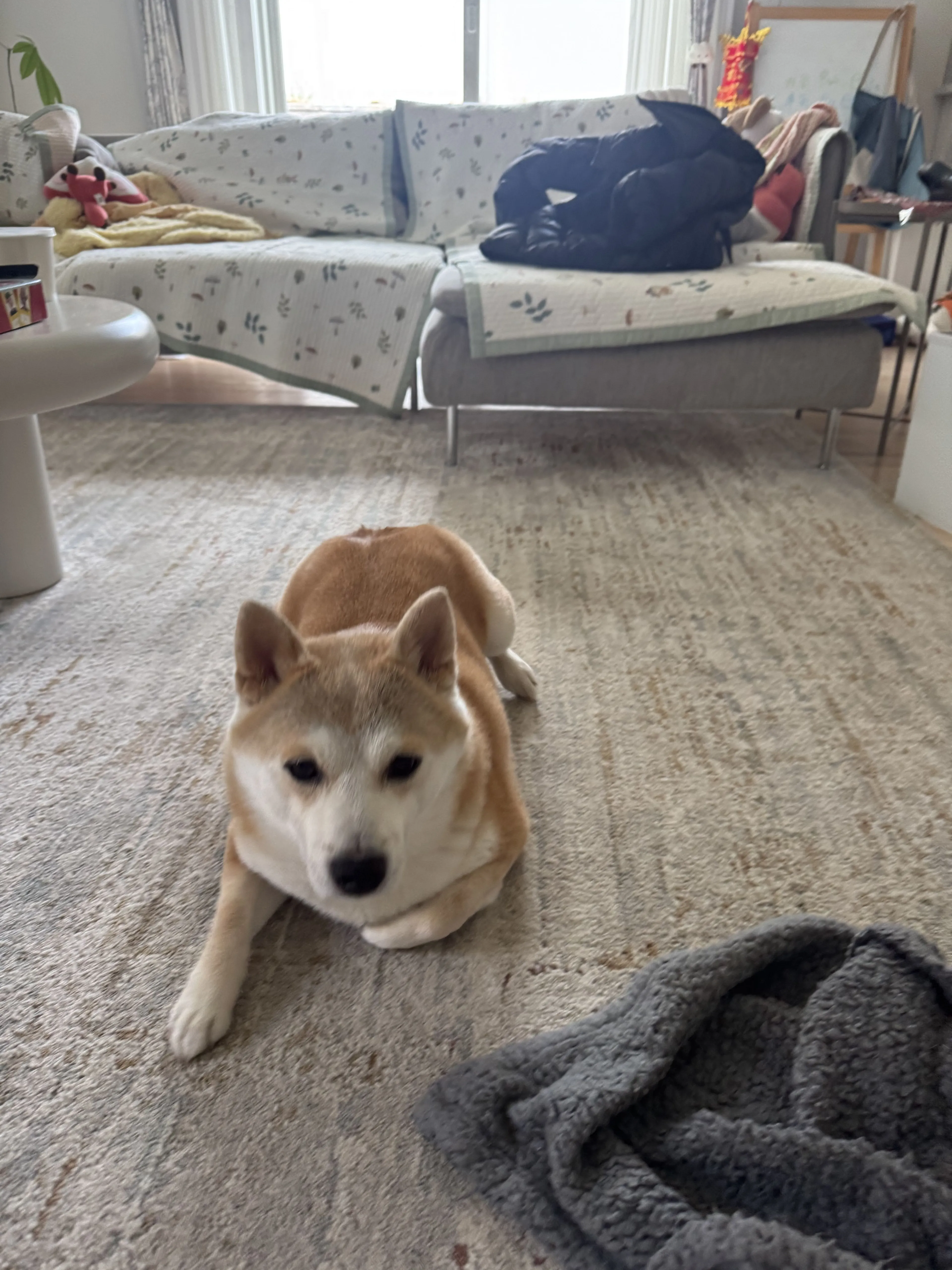 Lost pet-0