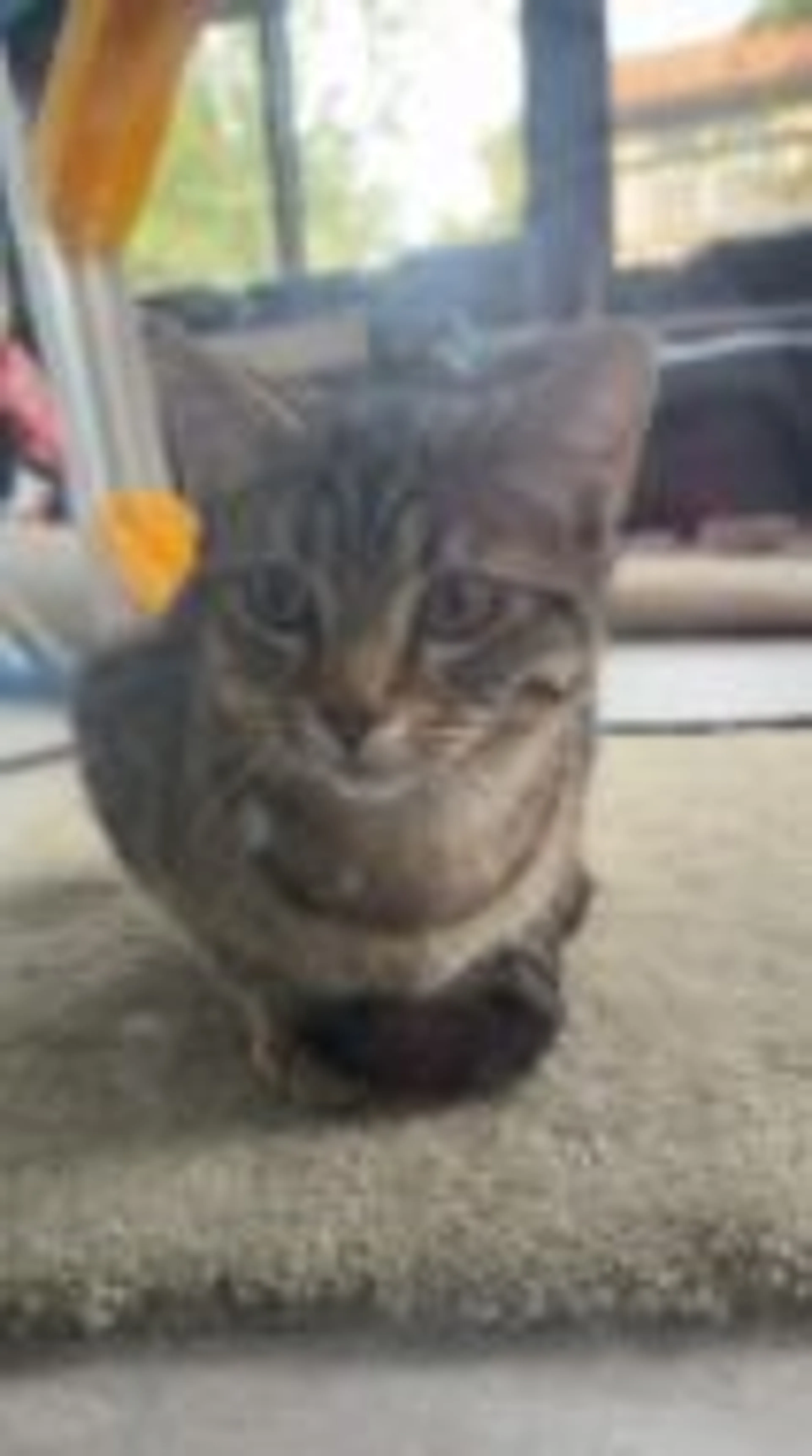 Found pet