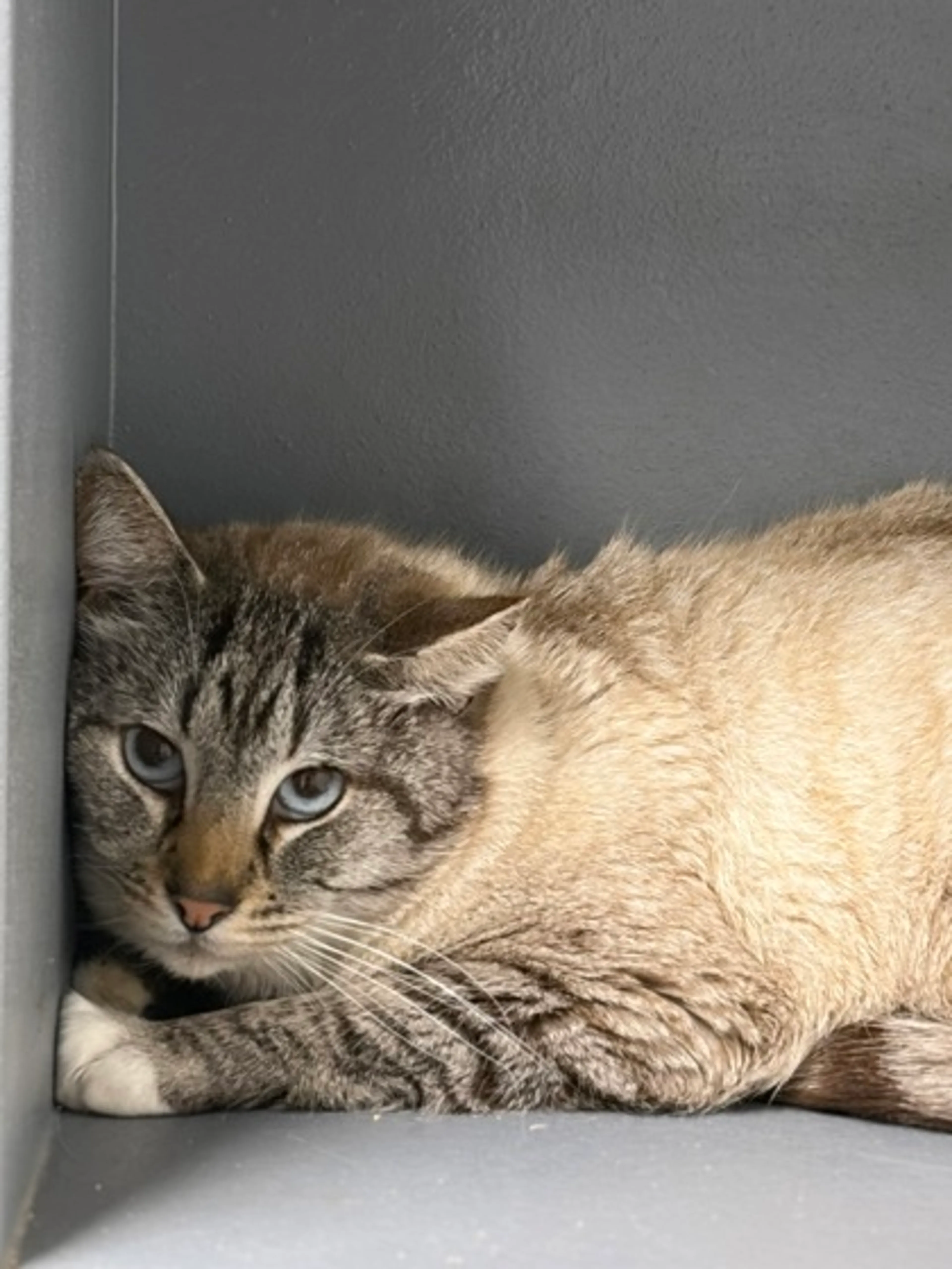 Found pet