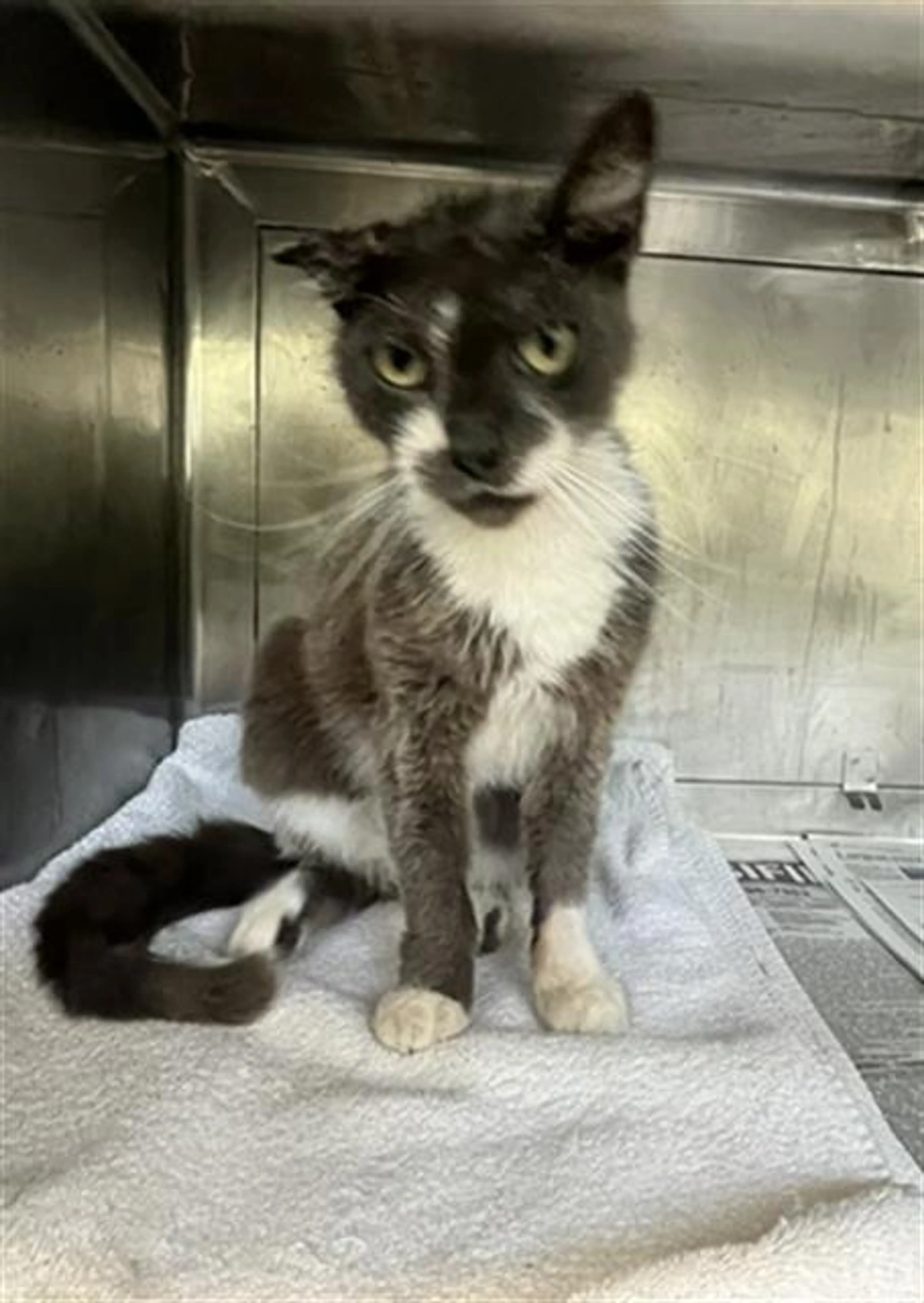 Found pet