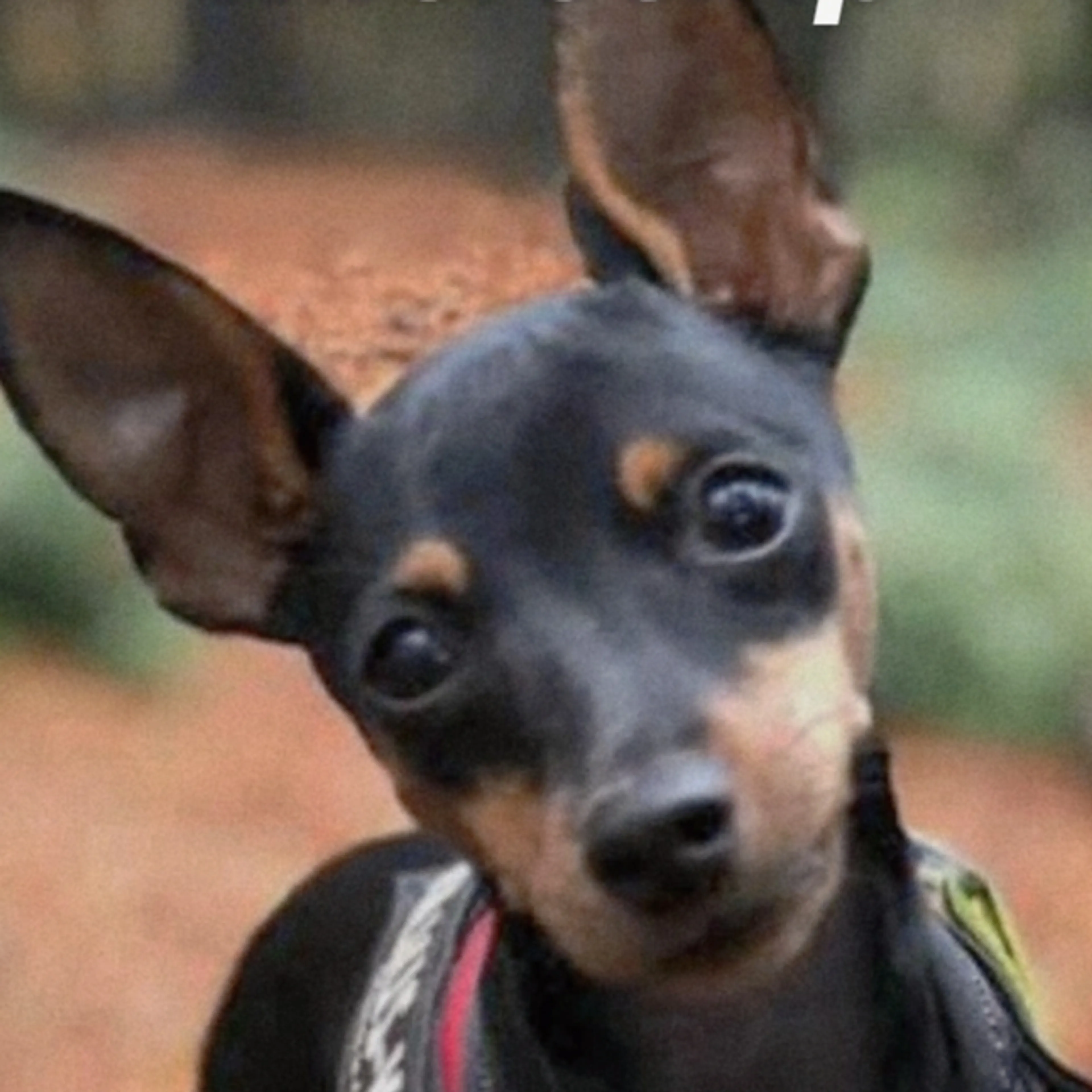 Lost pet-2