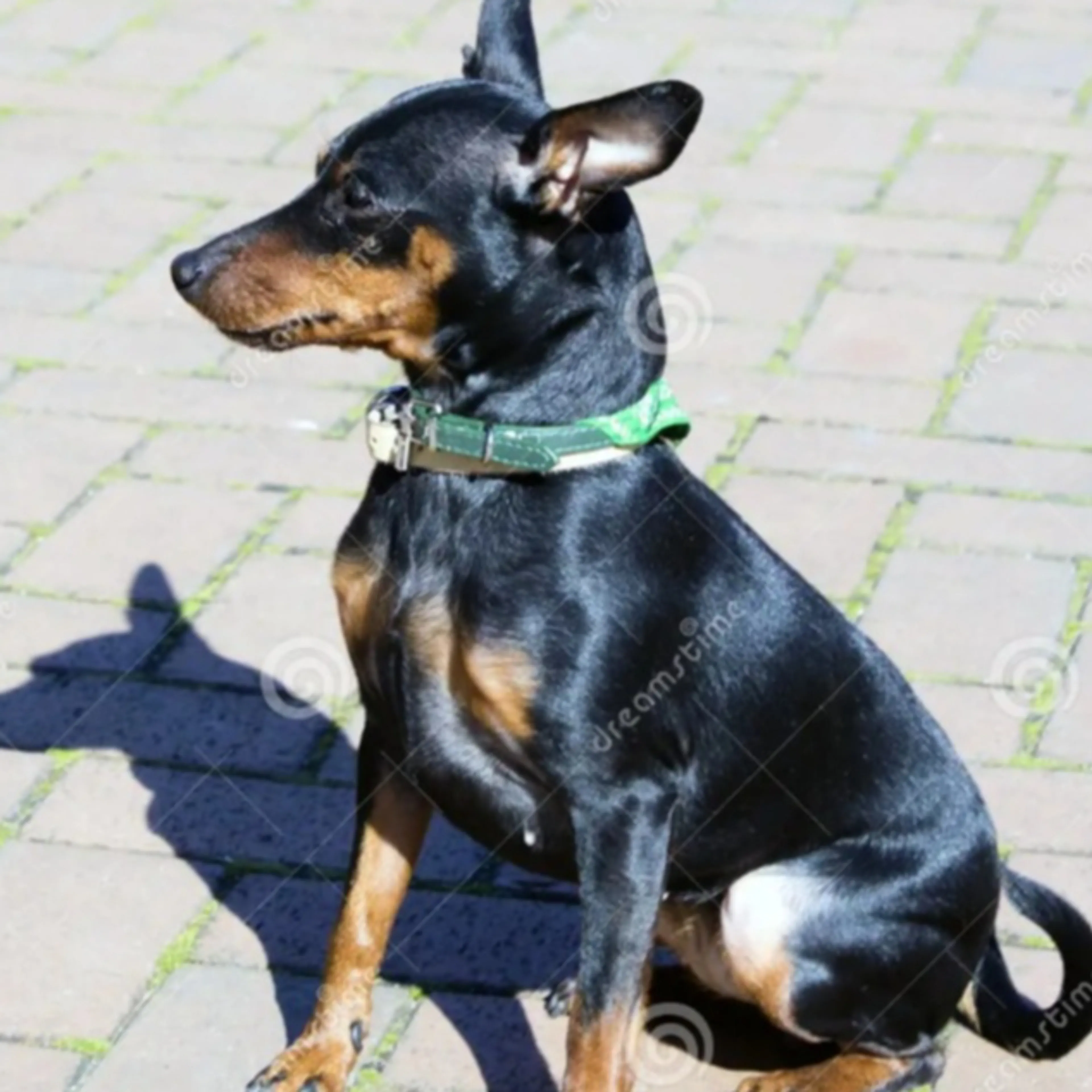 Lost pet-1