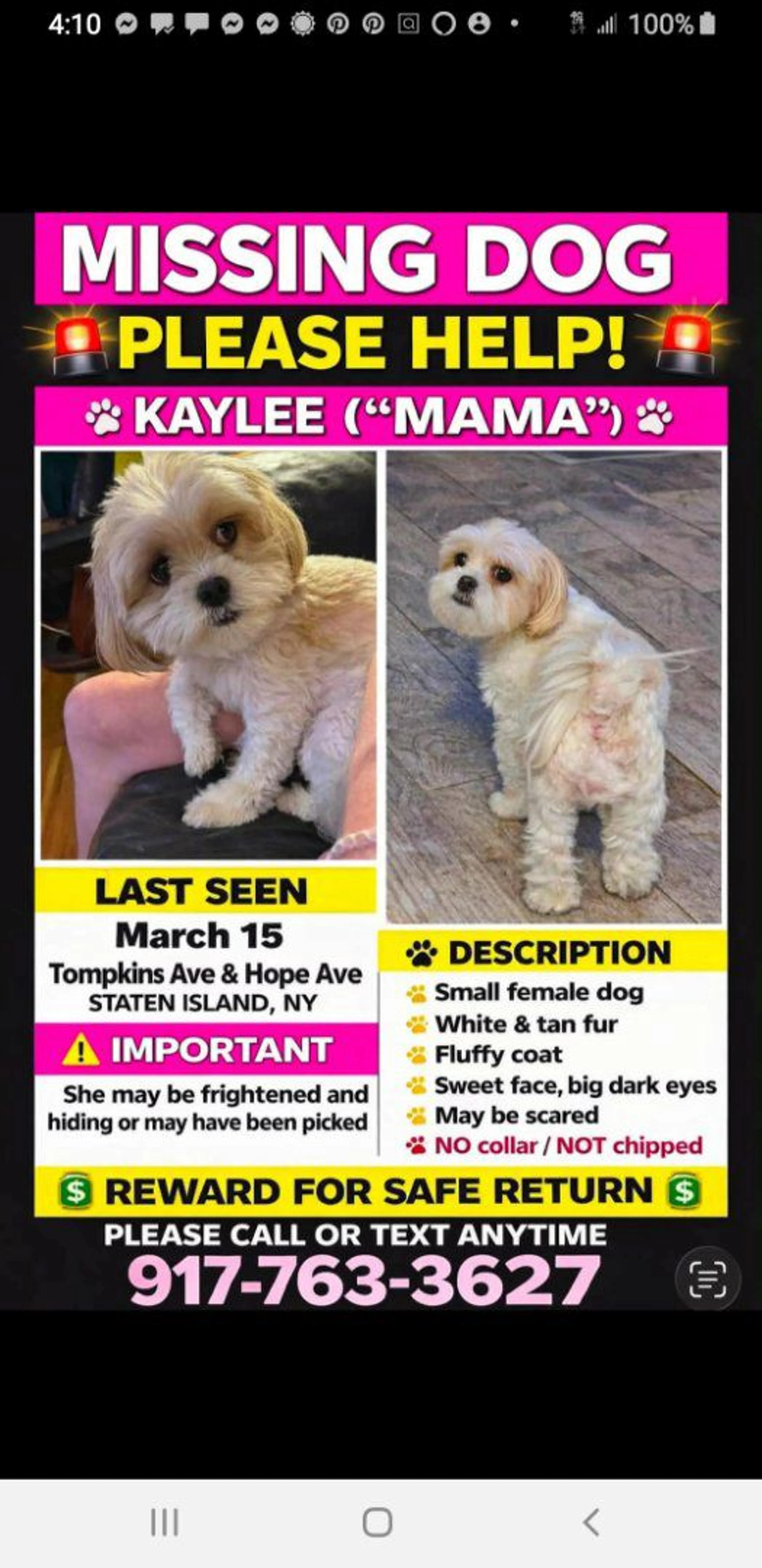 Lost pet