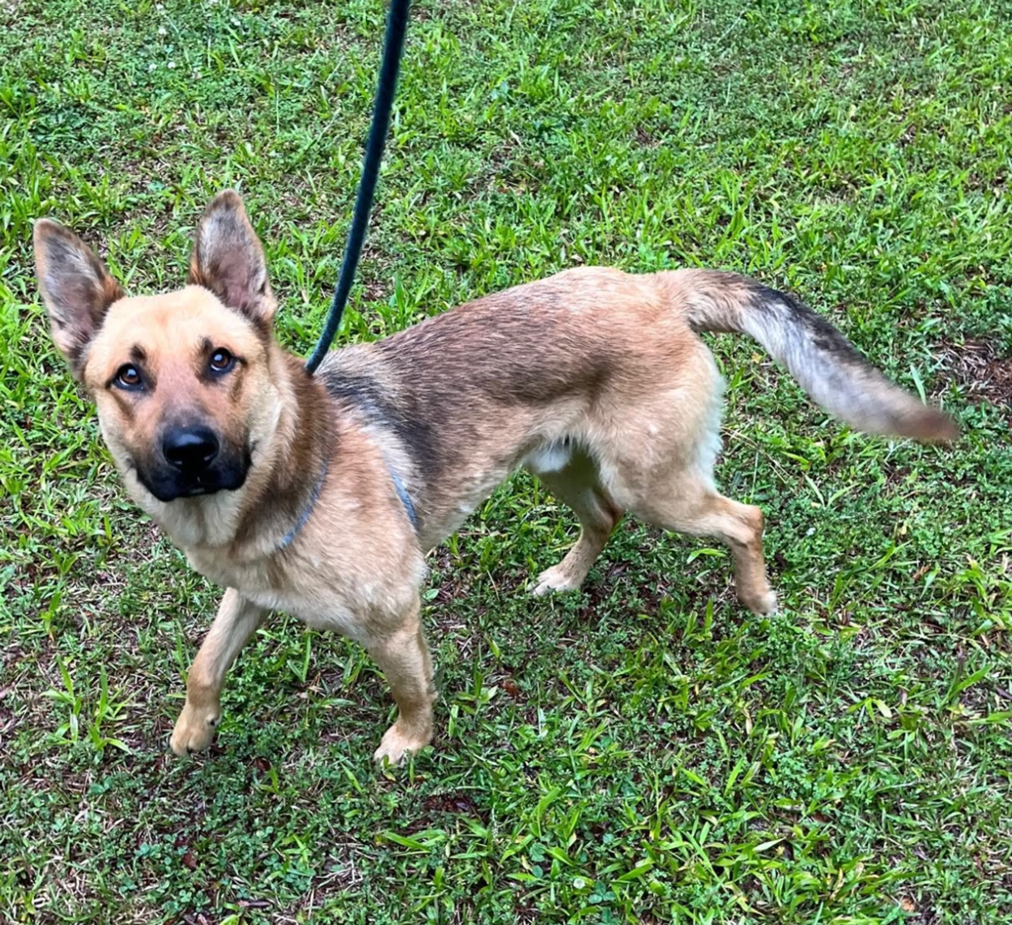 Found pet-1