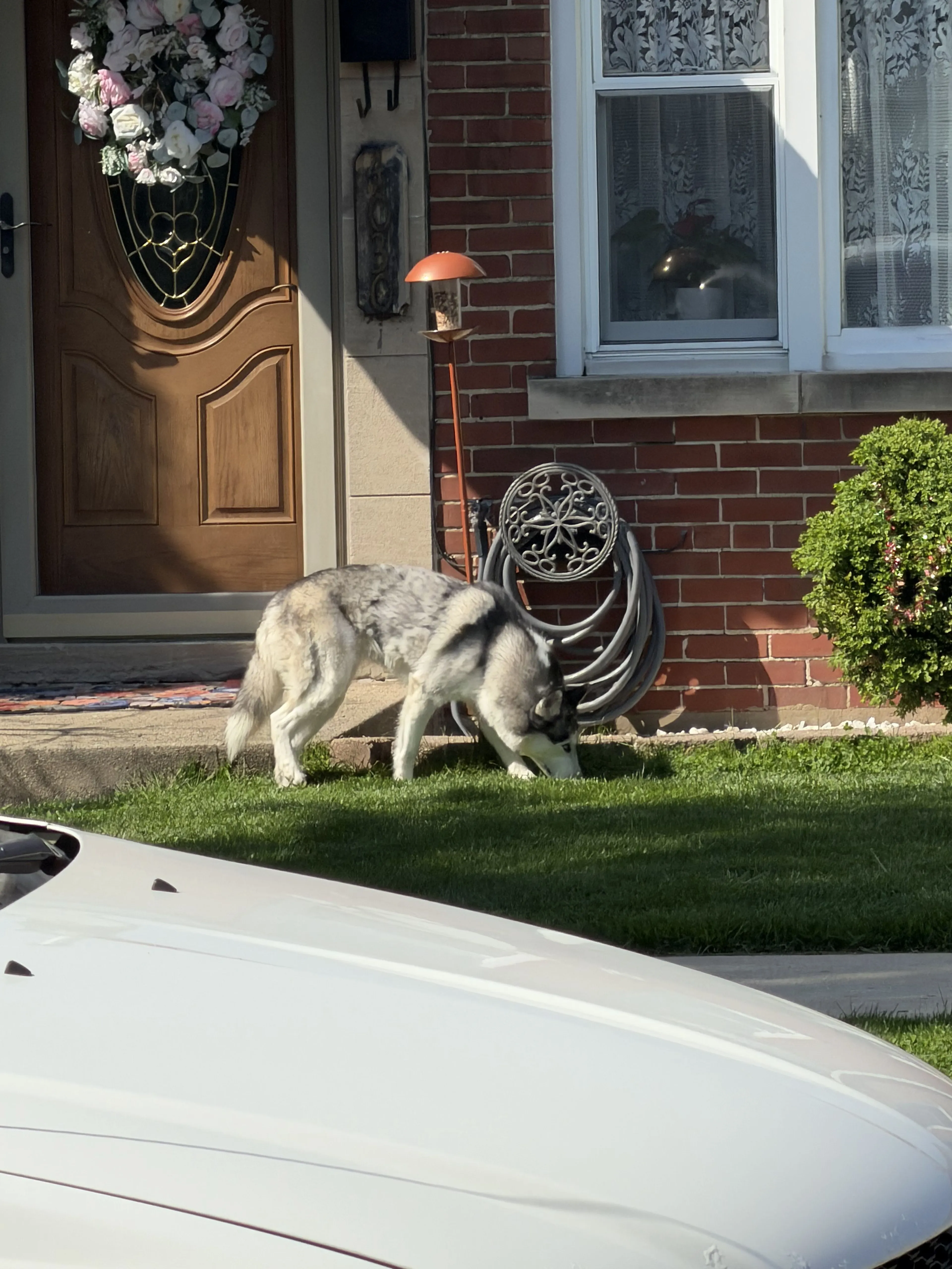 Lost pet