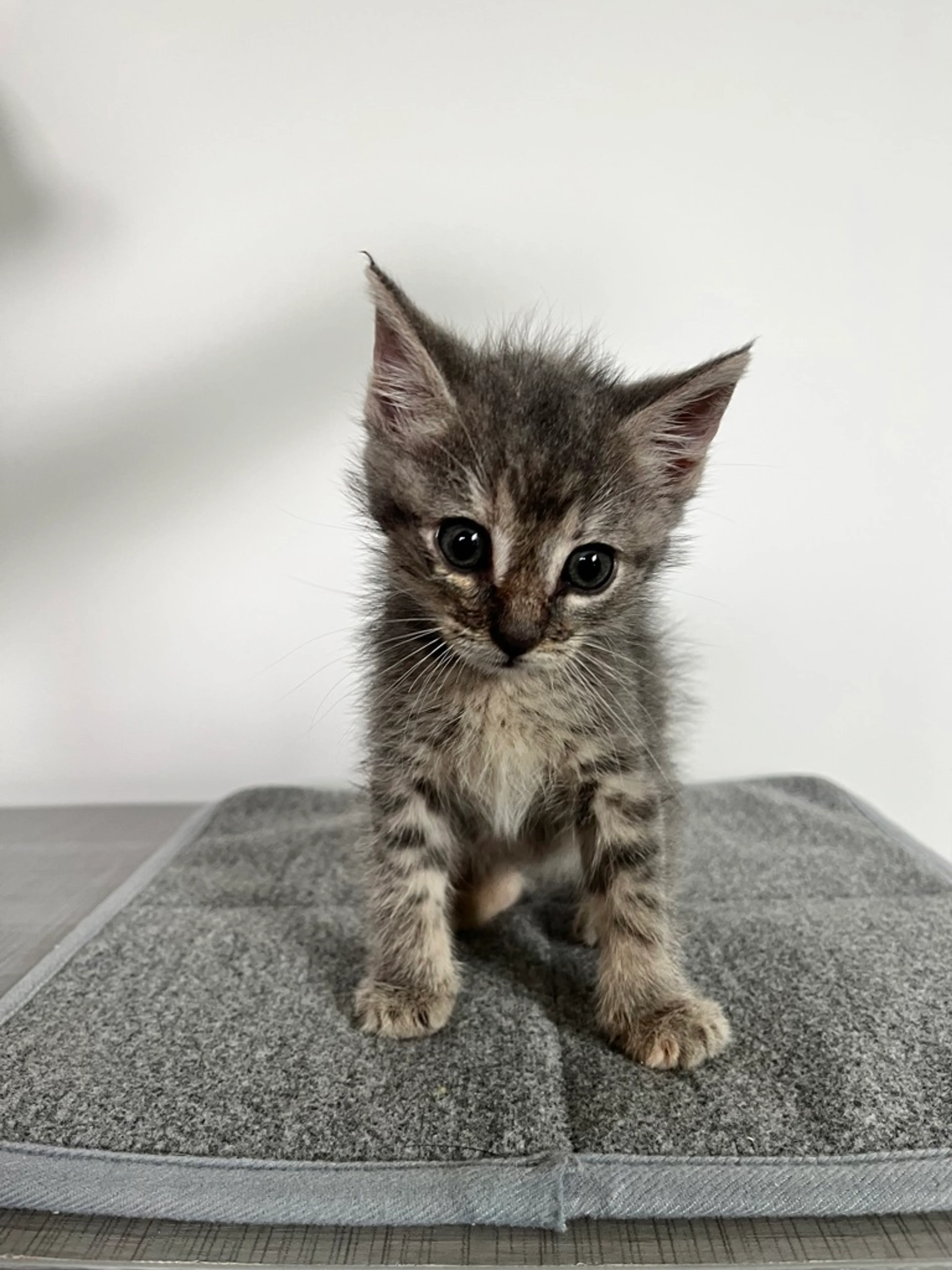 Found pet-1