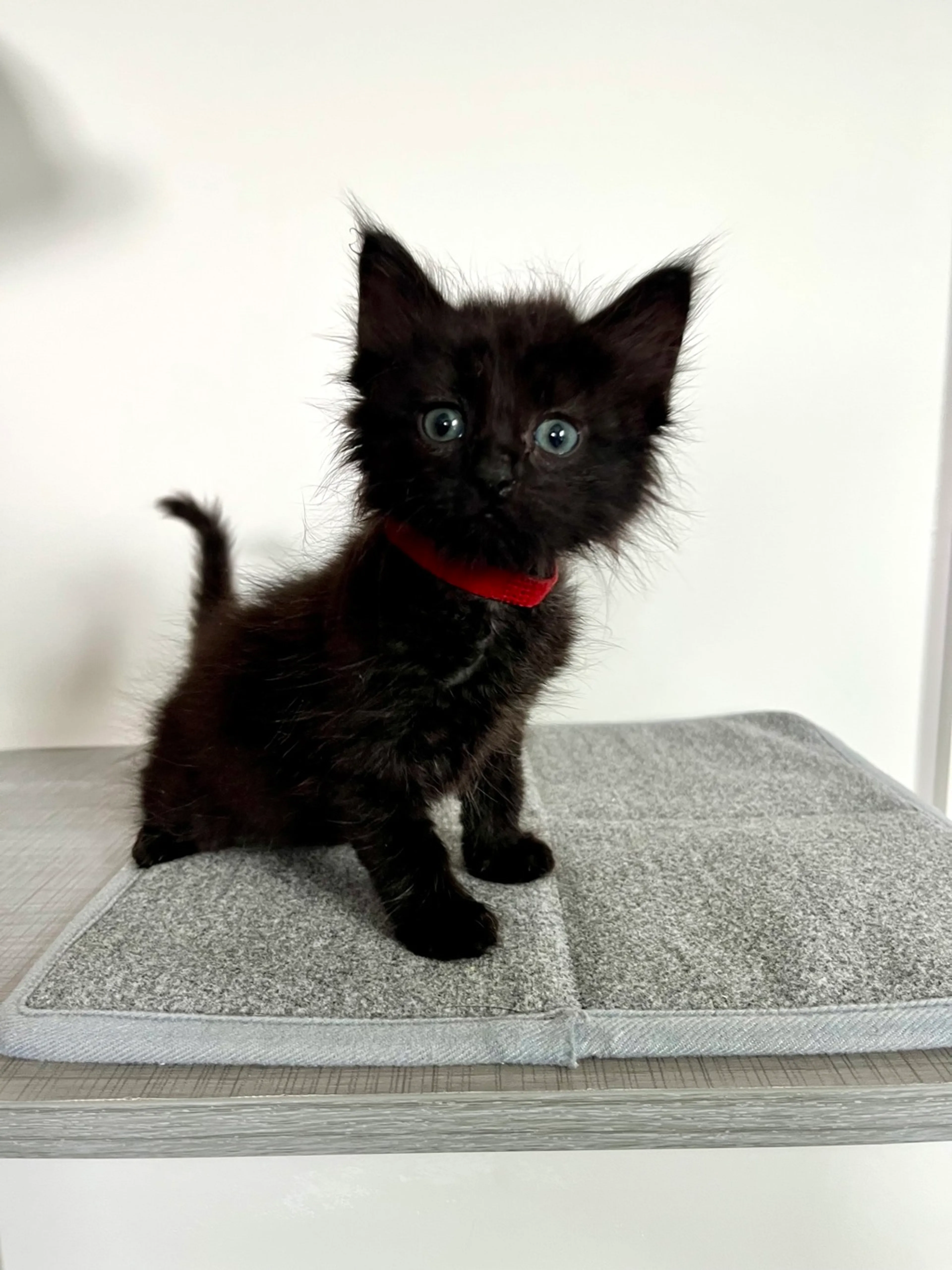 Found pet-1