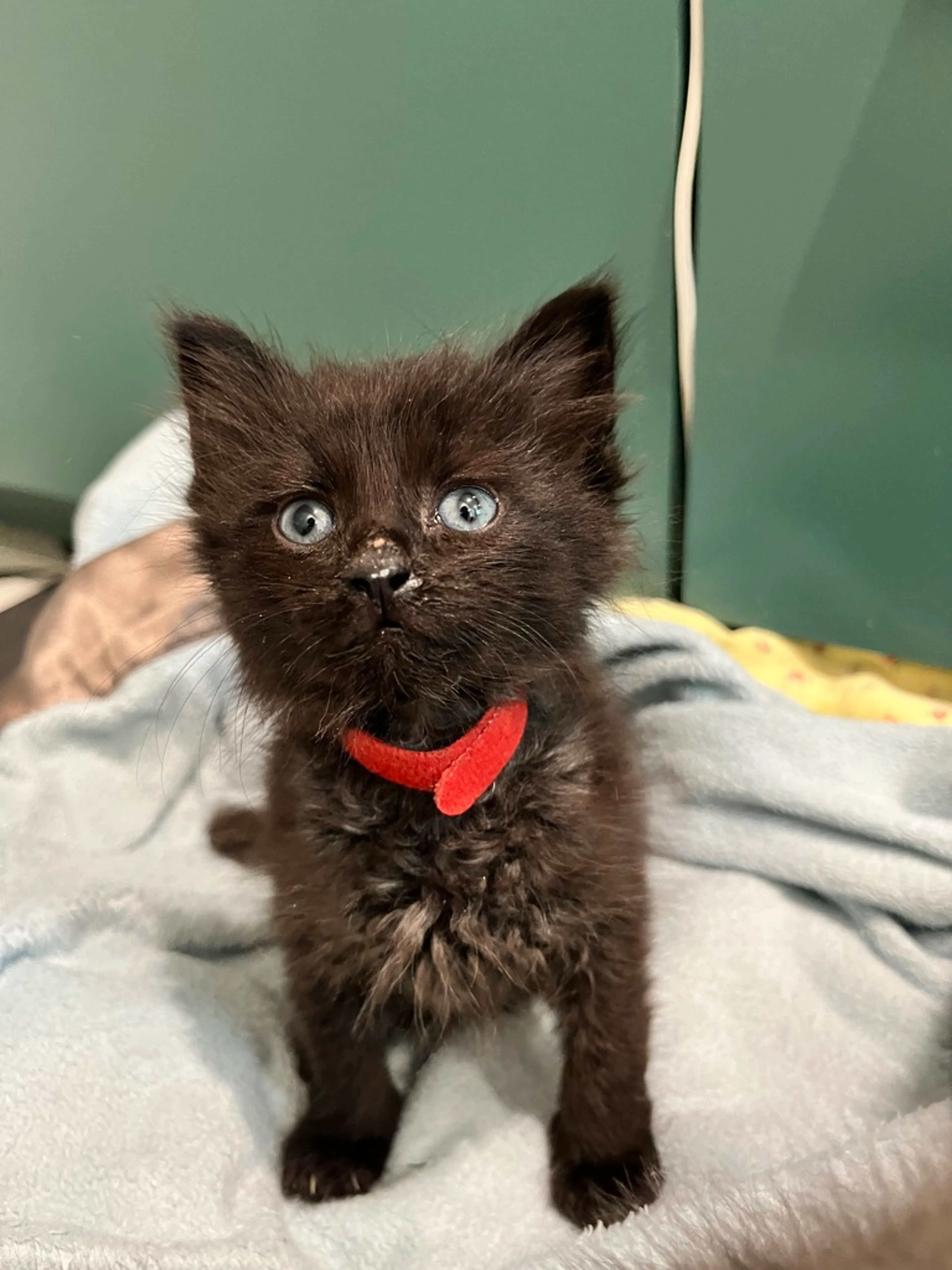 Found pet-2