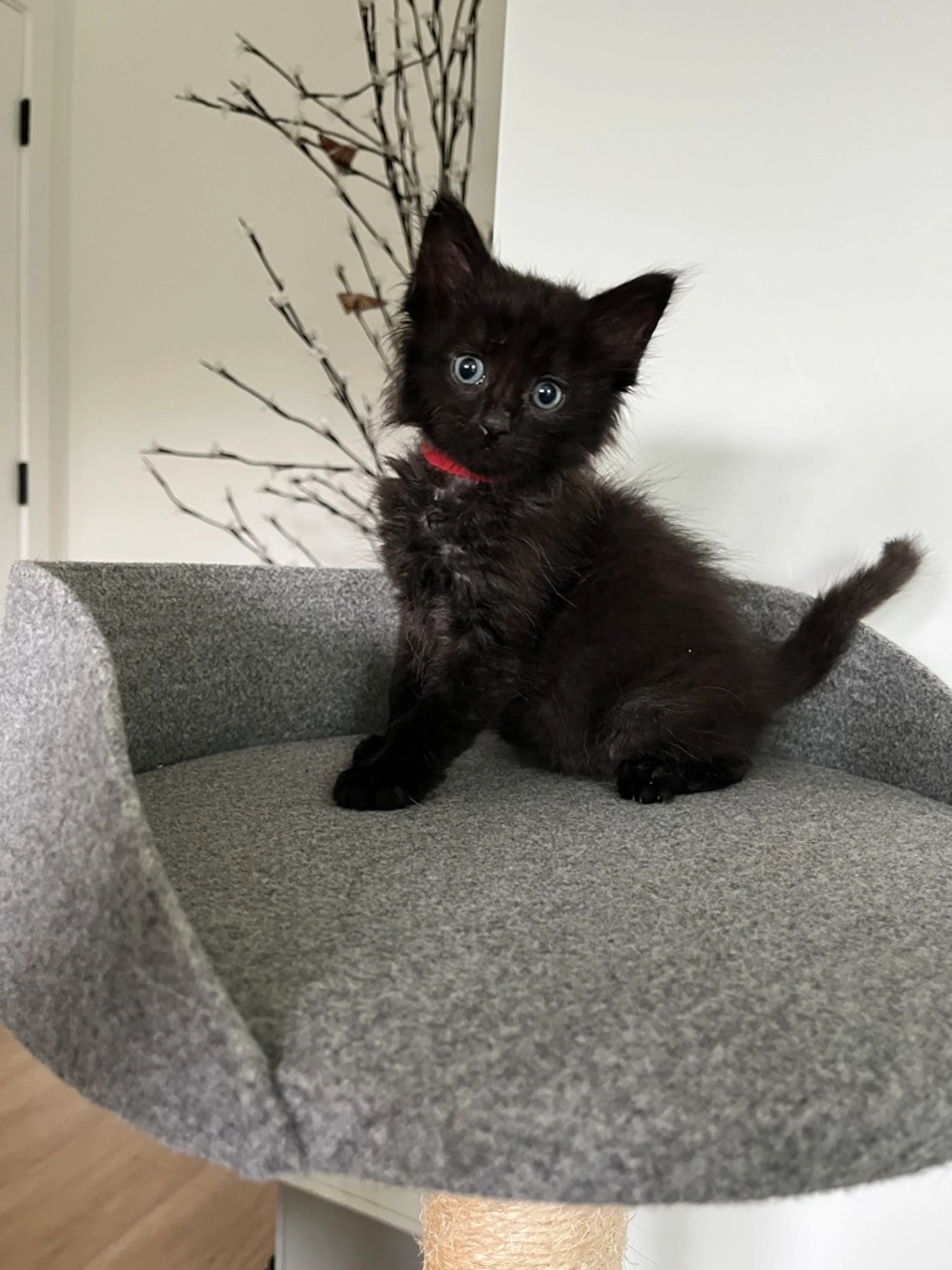 Found pet-0