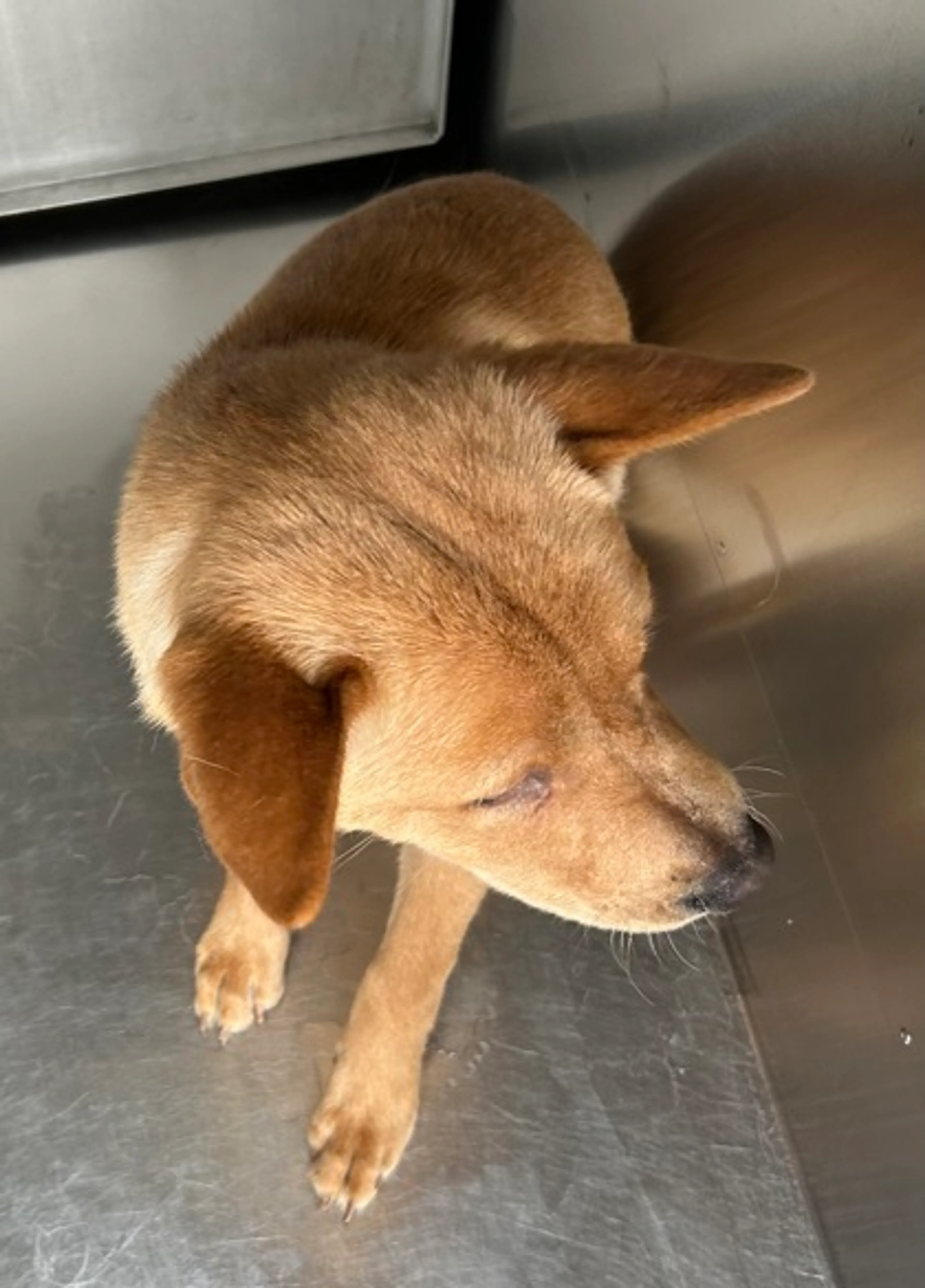 Found pet-1