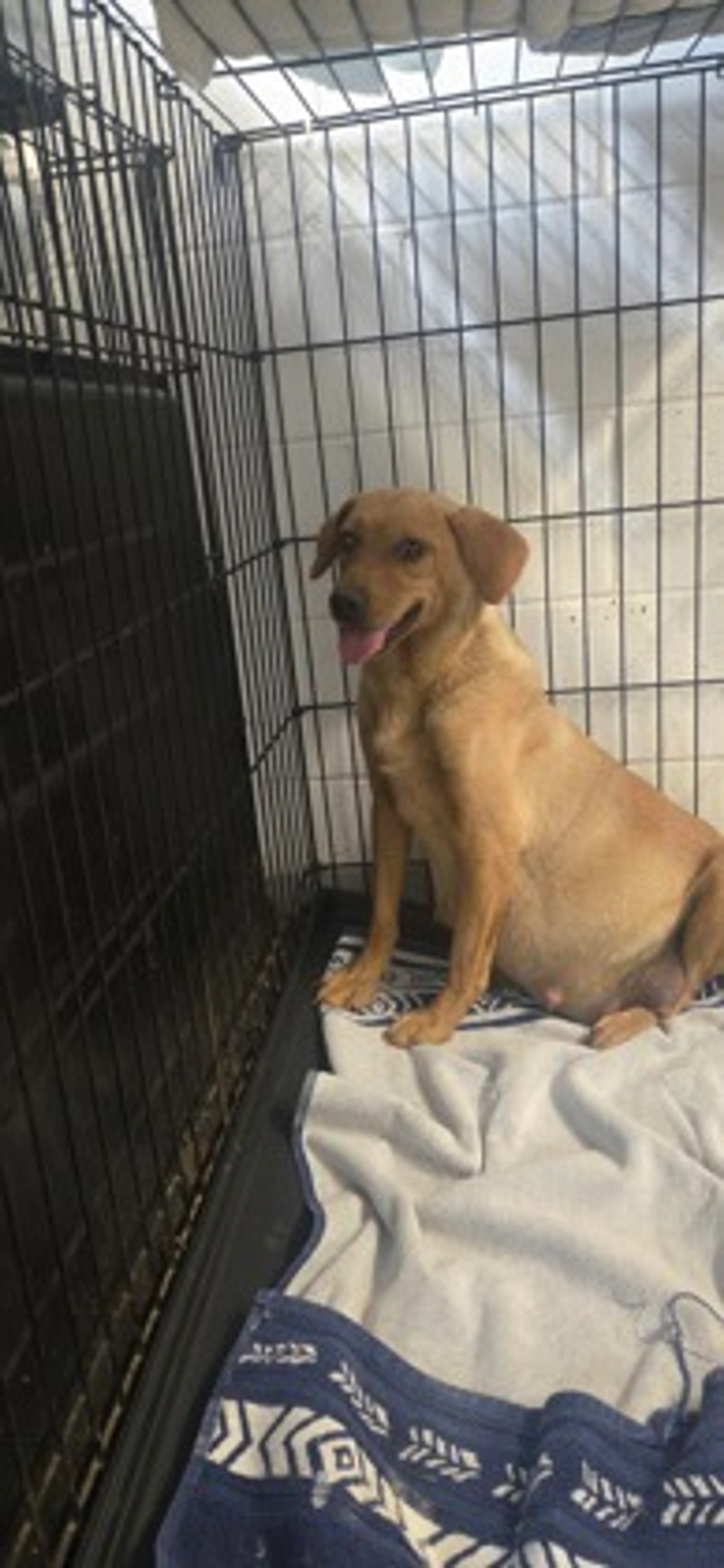 Found pet
