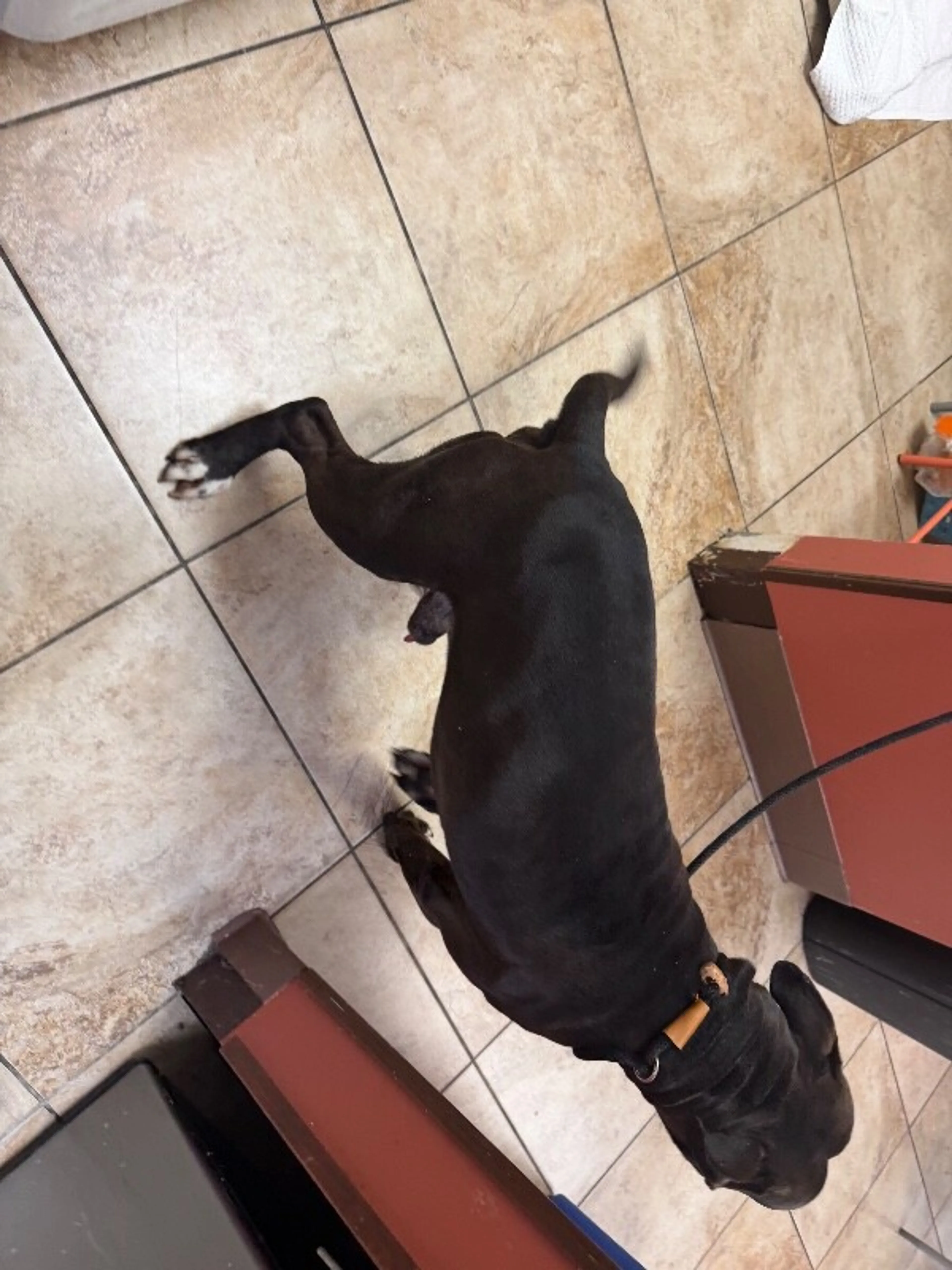 Found pet-1