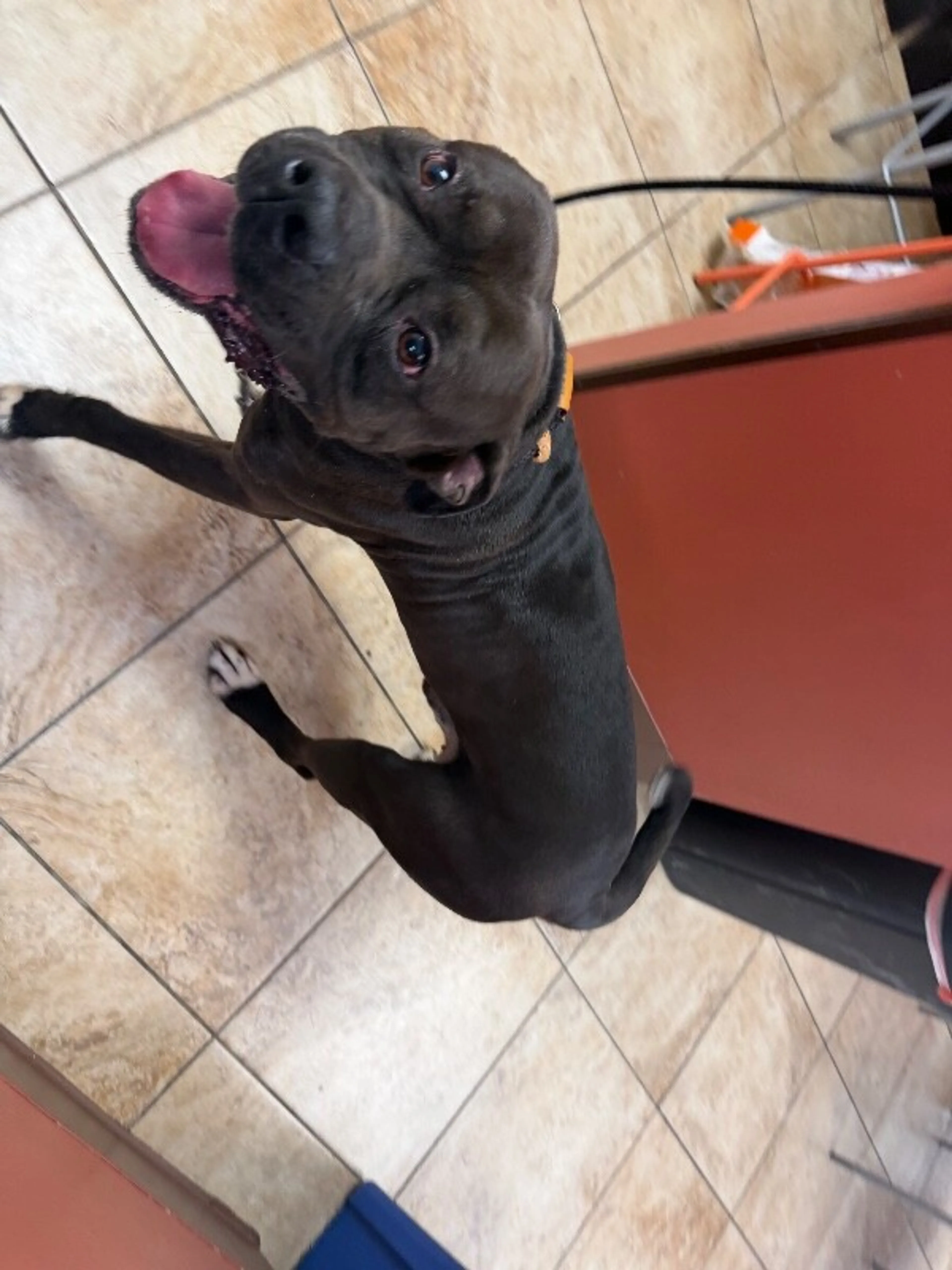 Found pet-2