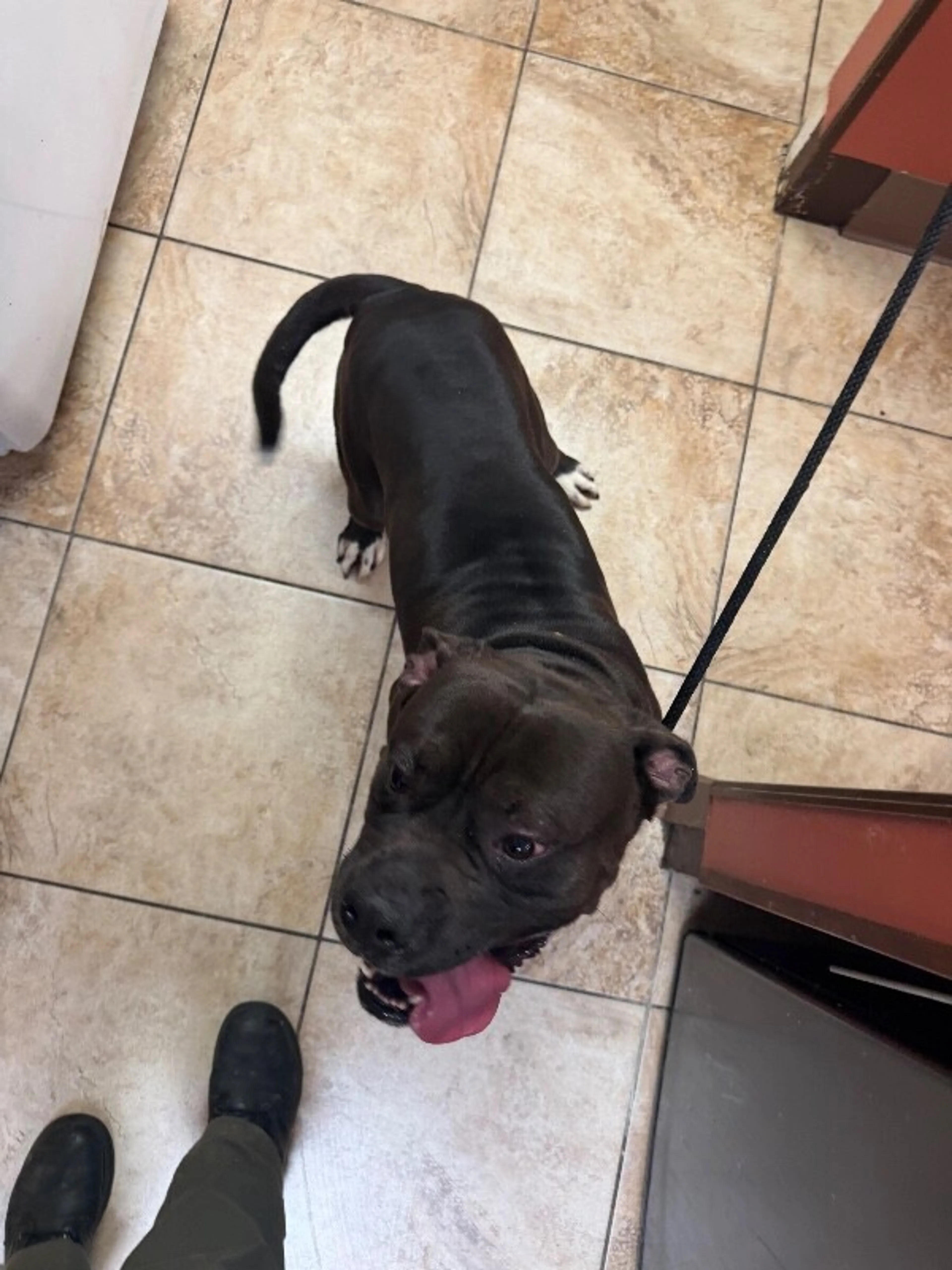 Found pet-3