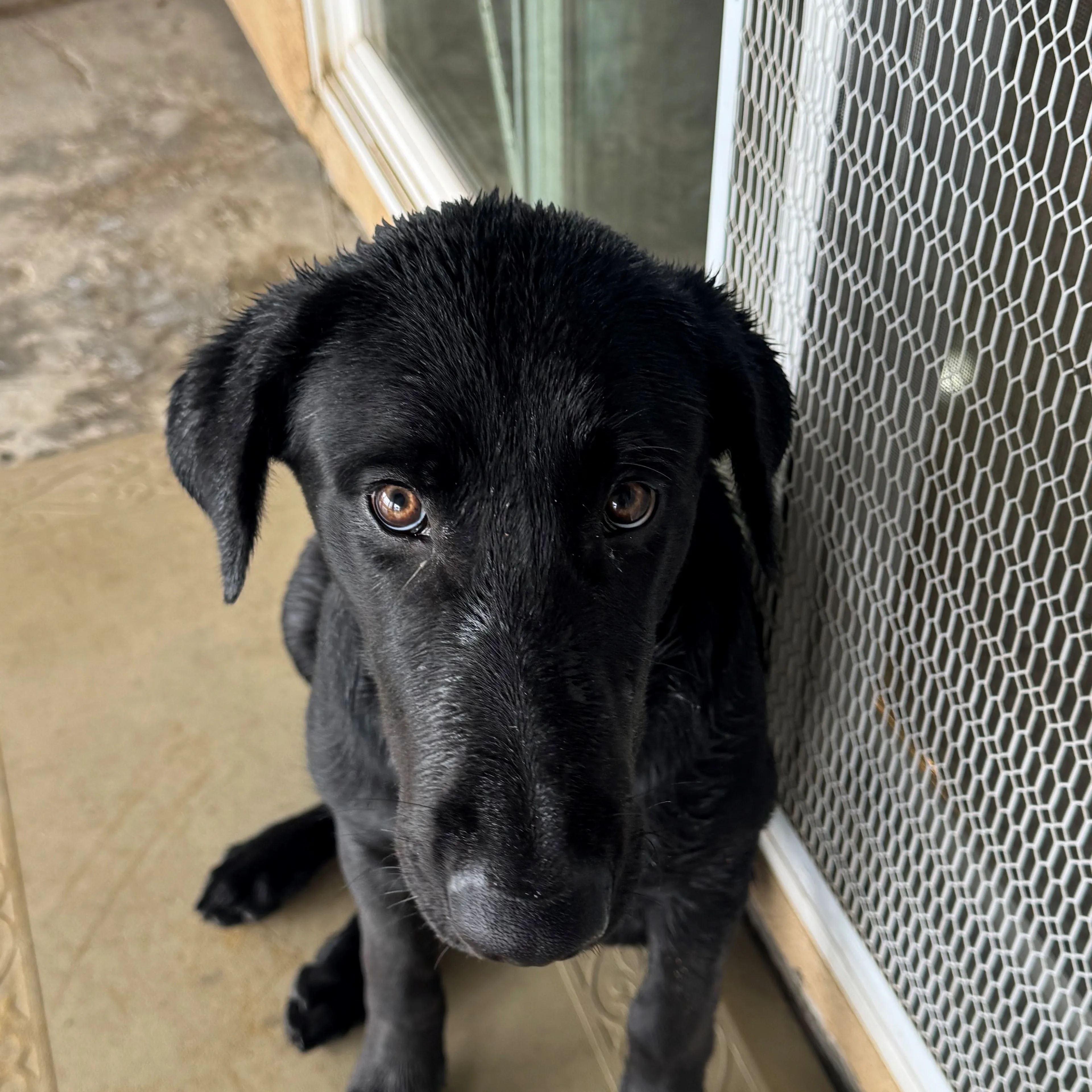 Lost pet-1