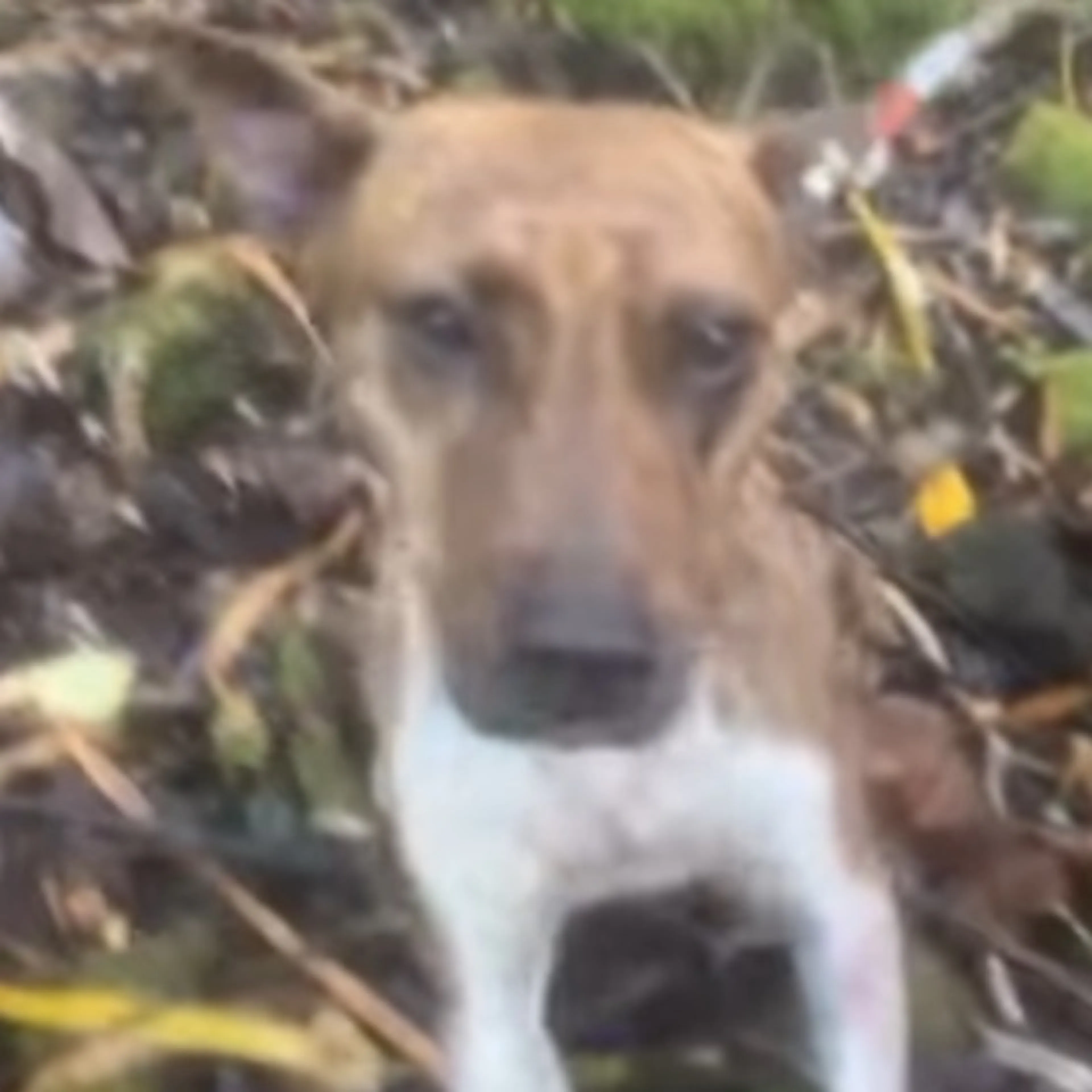 Lost pet
