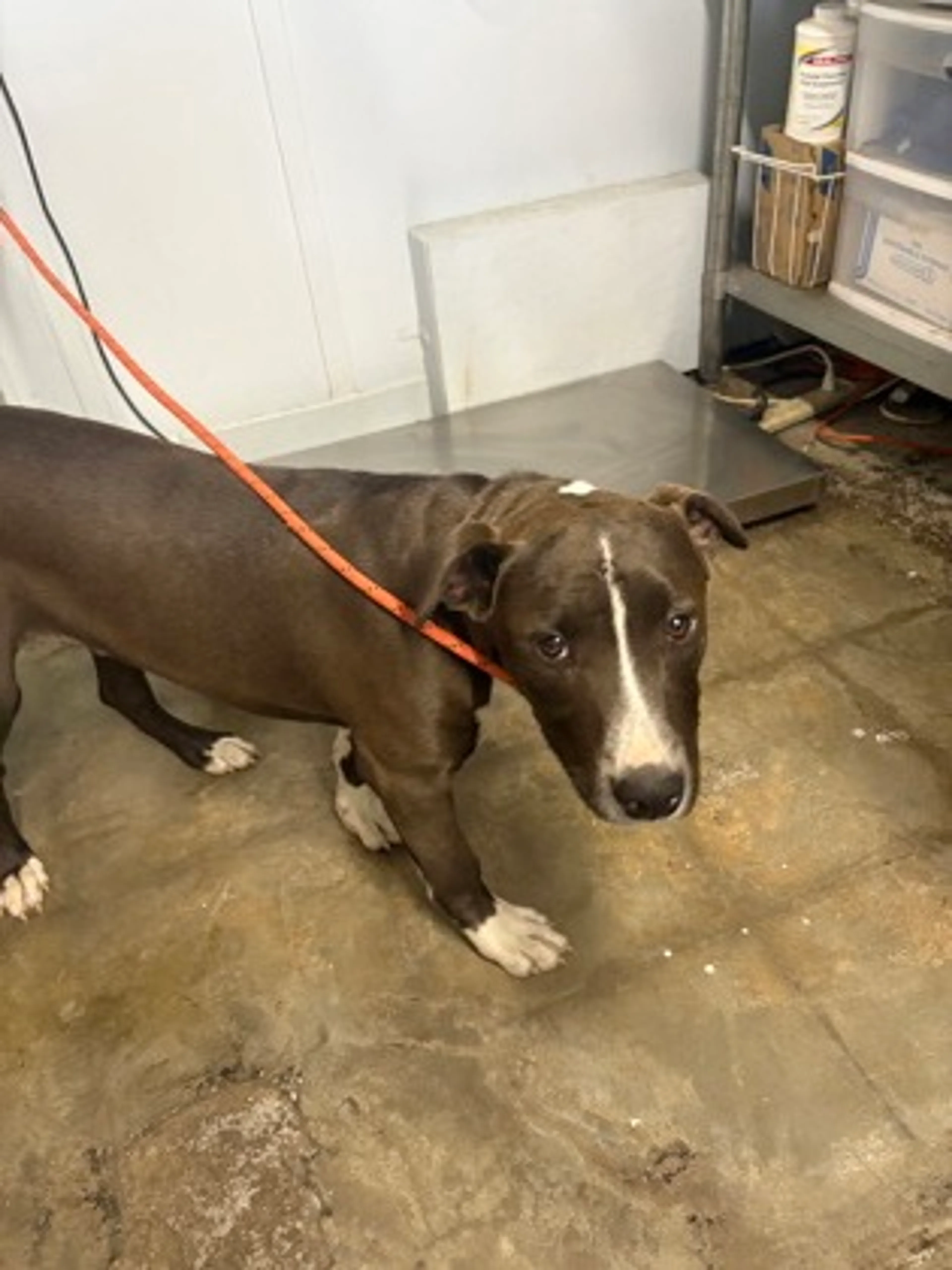 Found pet