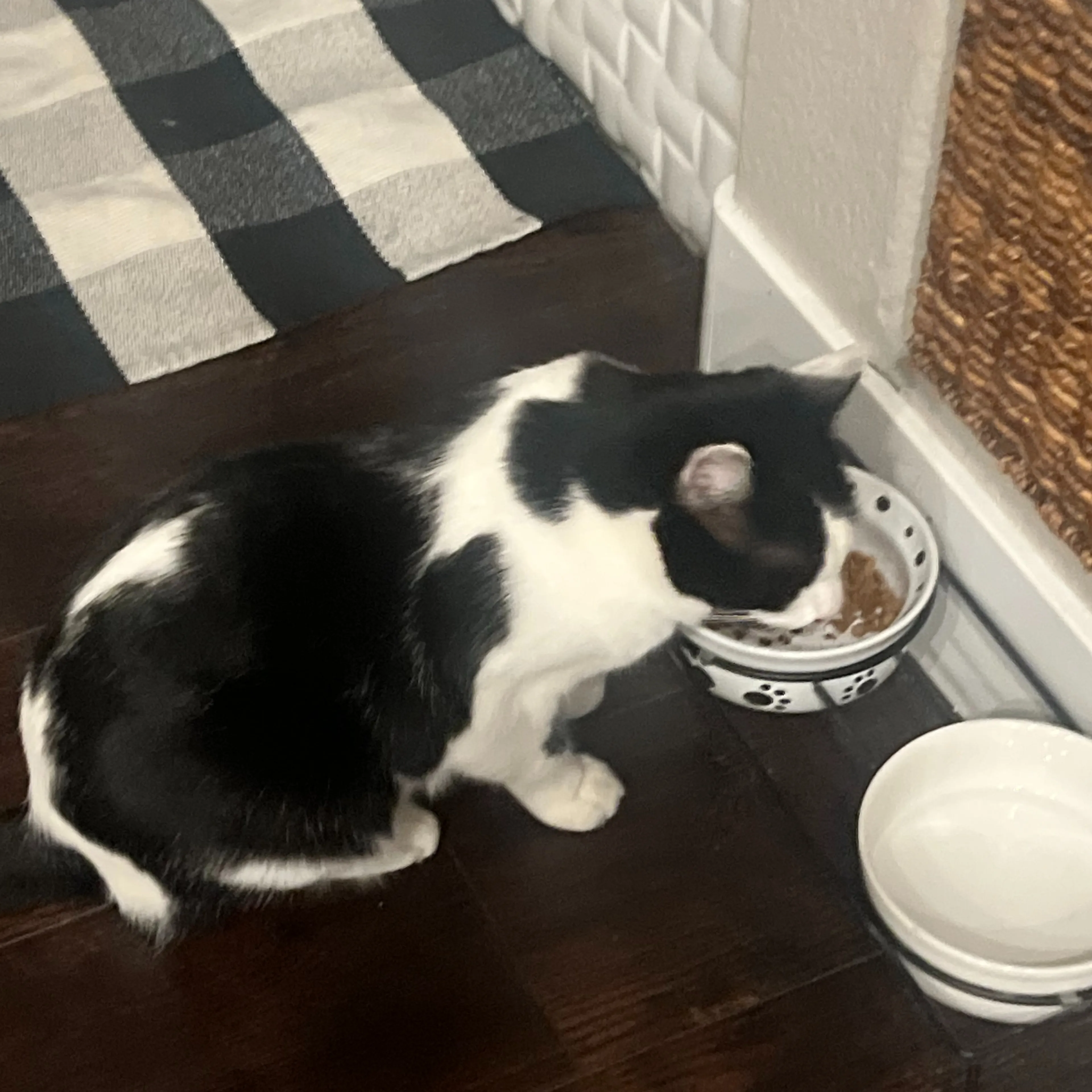 Lost pet-2