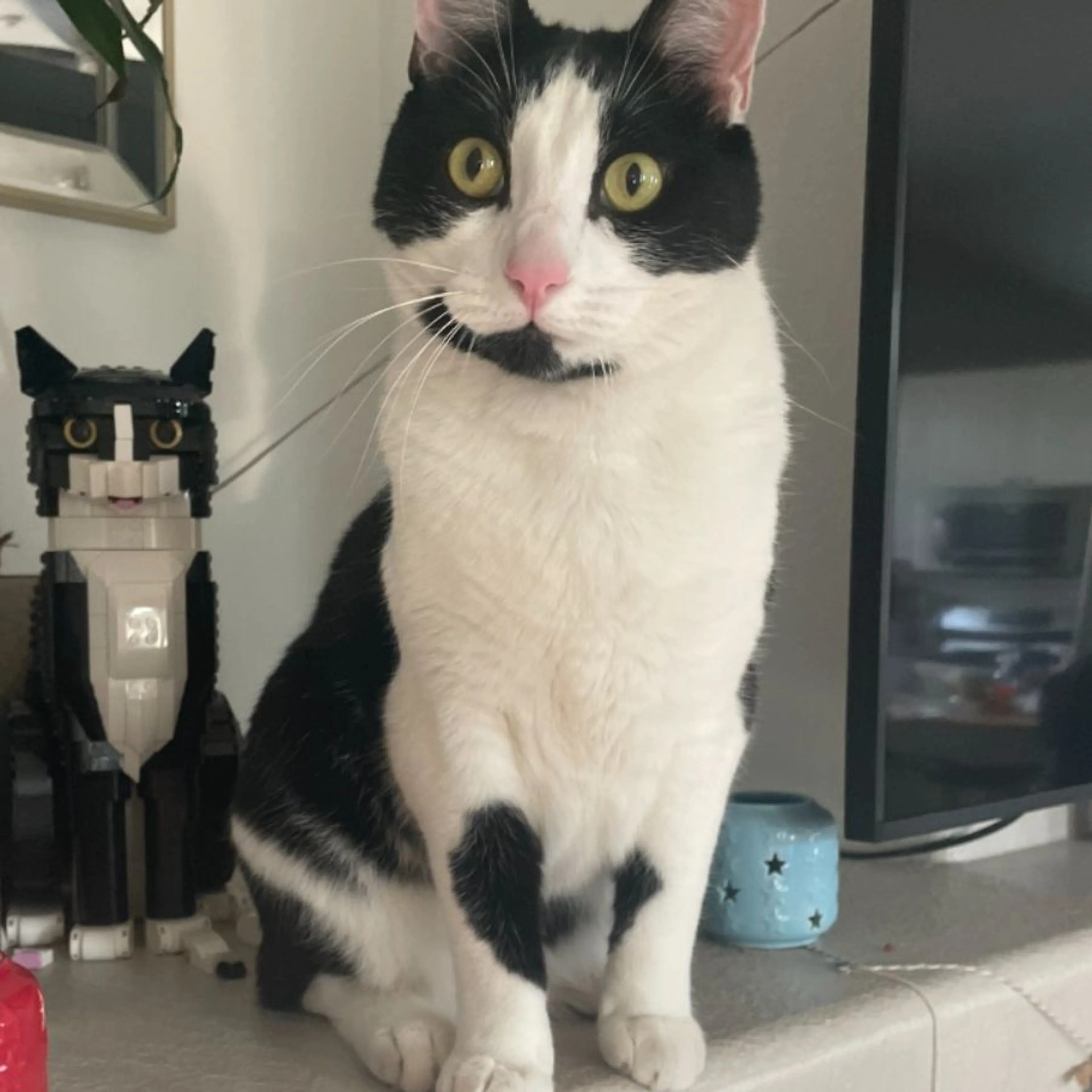 Lost pet-0
