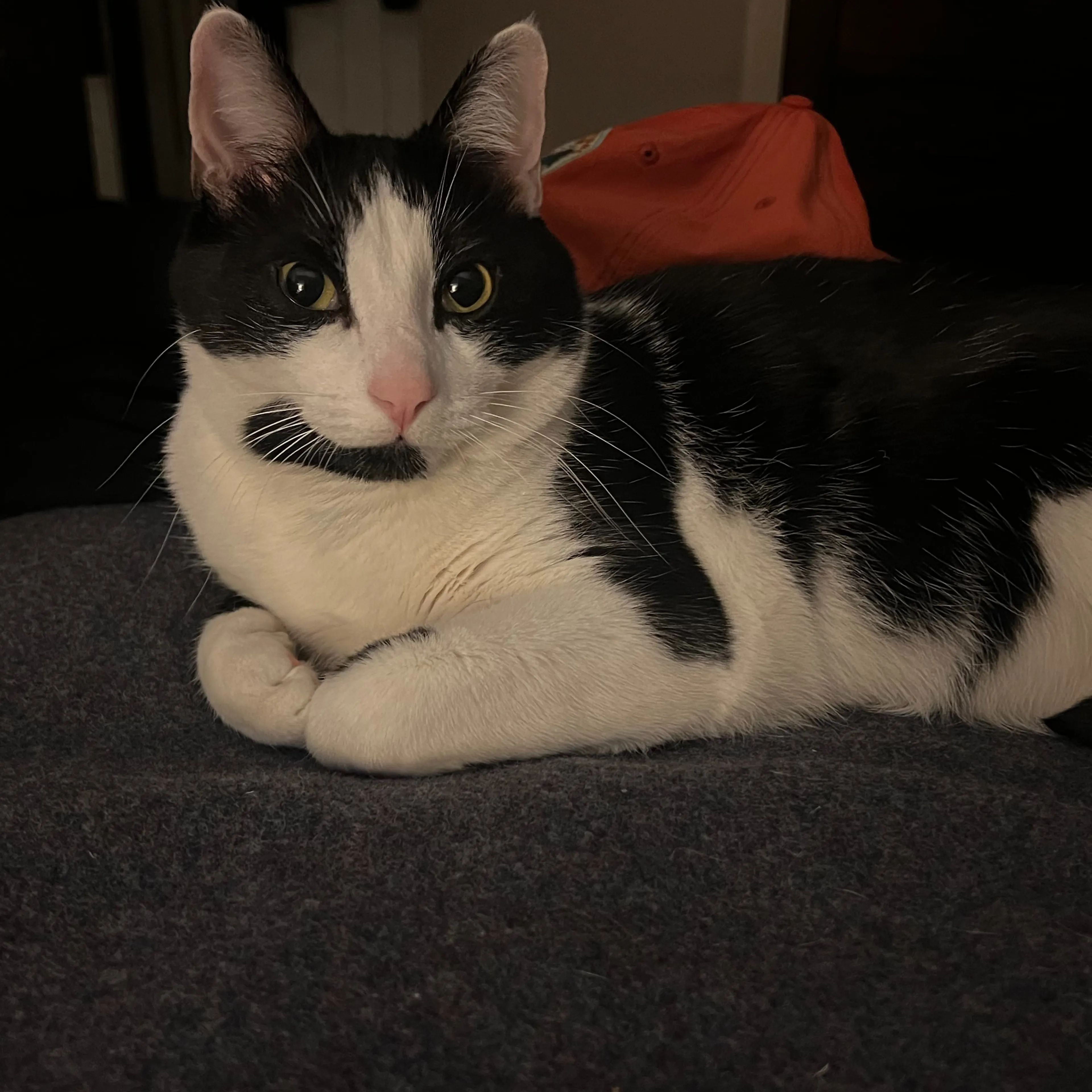 Lost pet-3