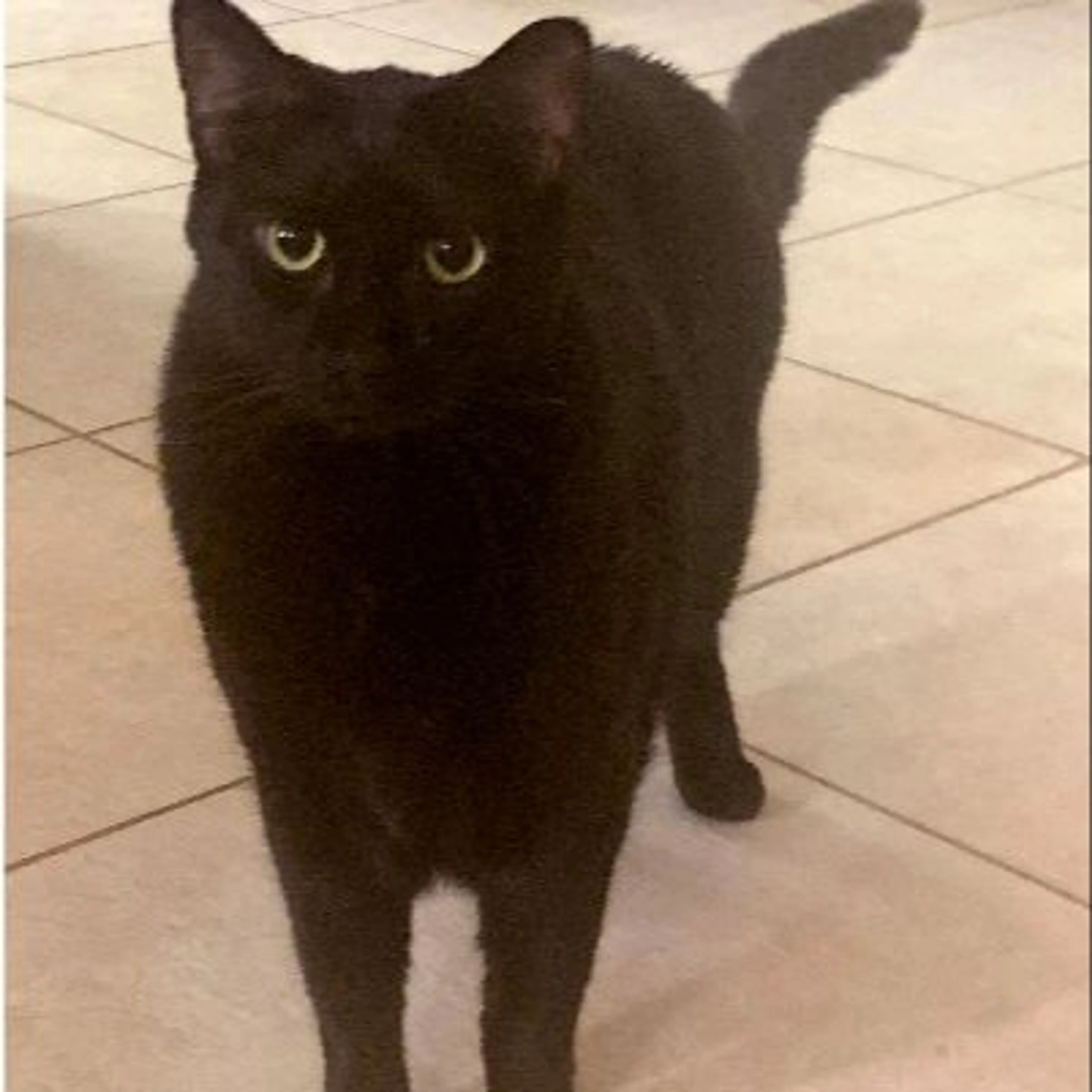 Lost pet