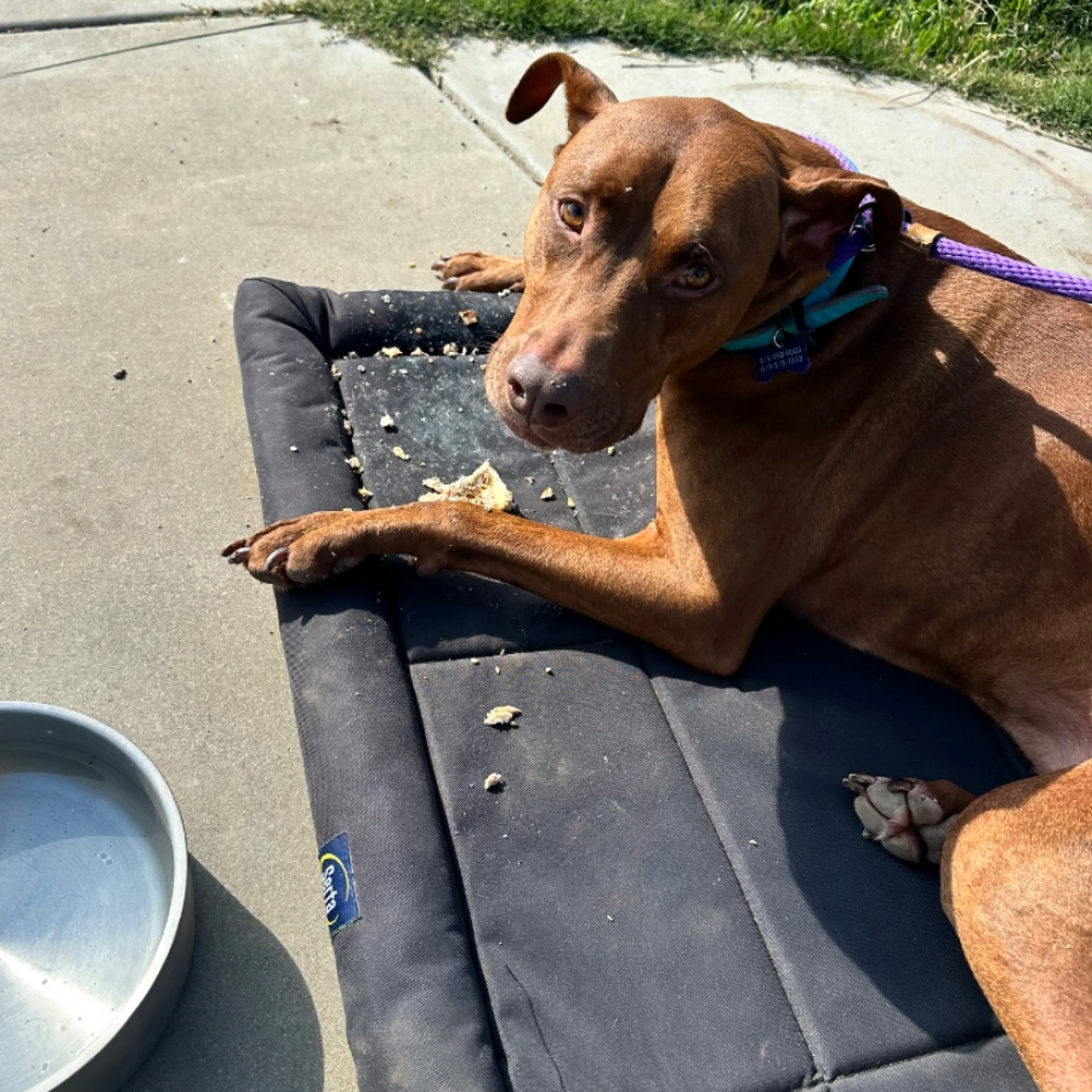 Lost pet