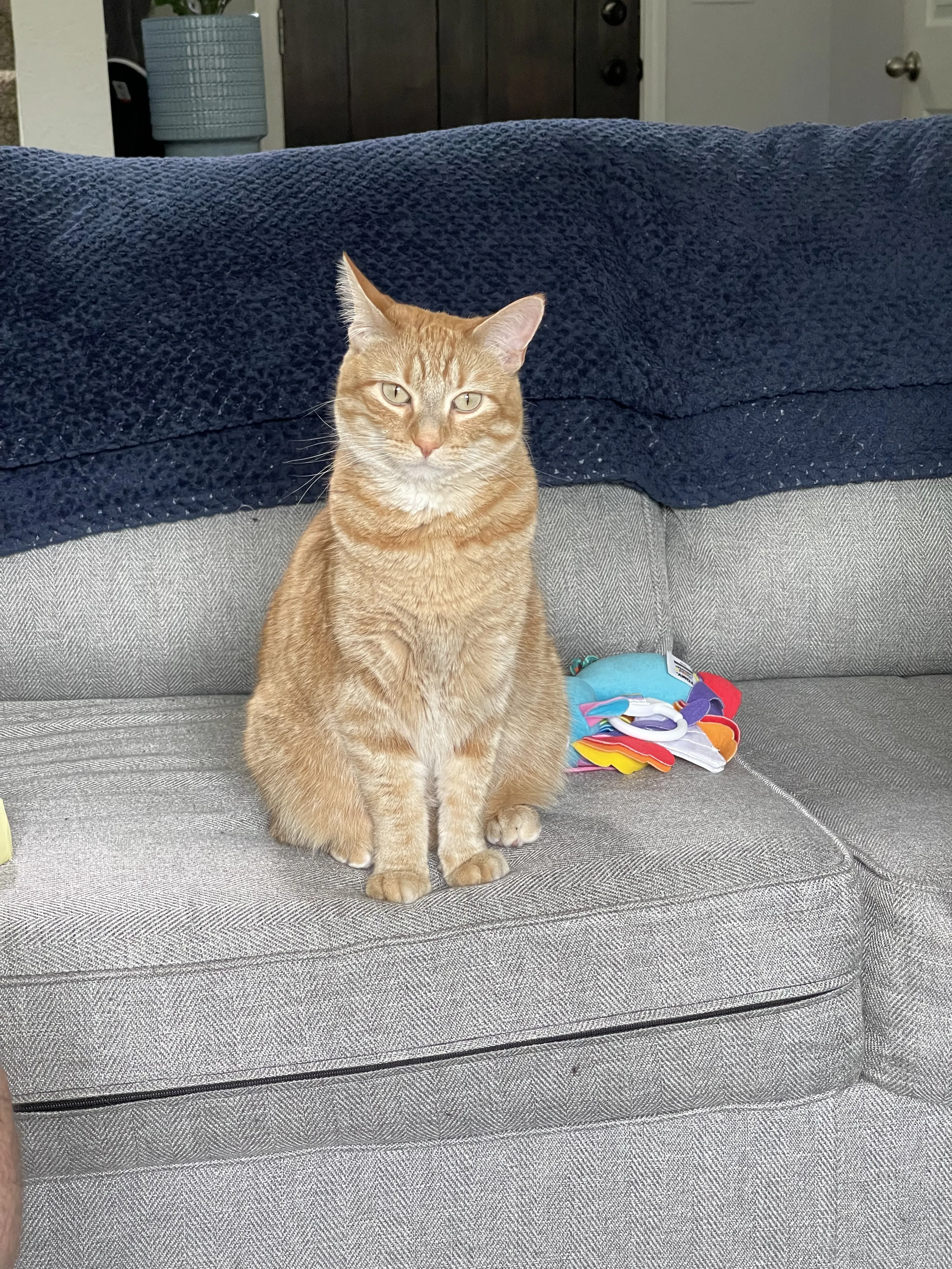 Lost pet