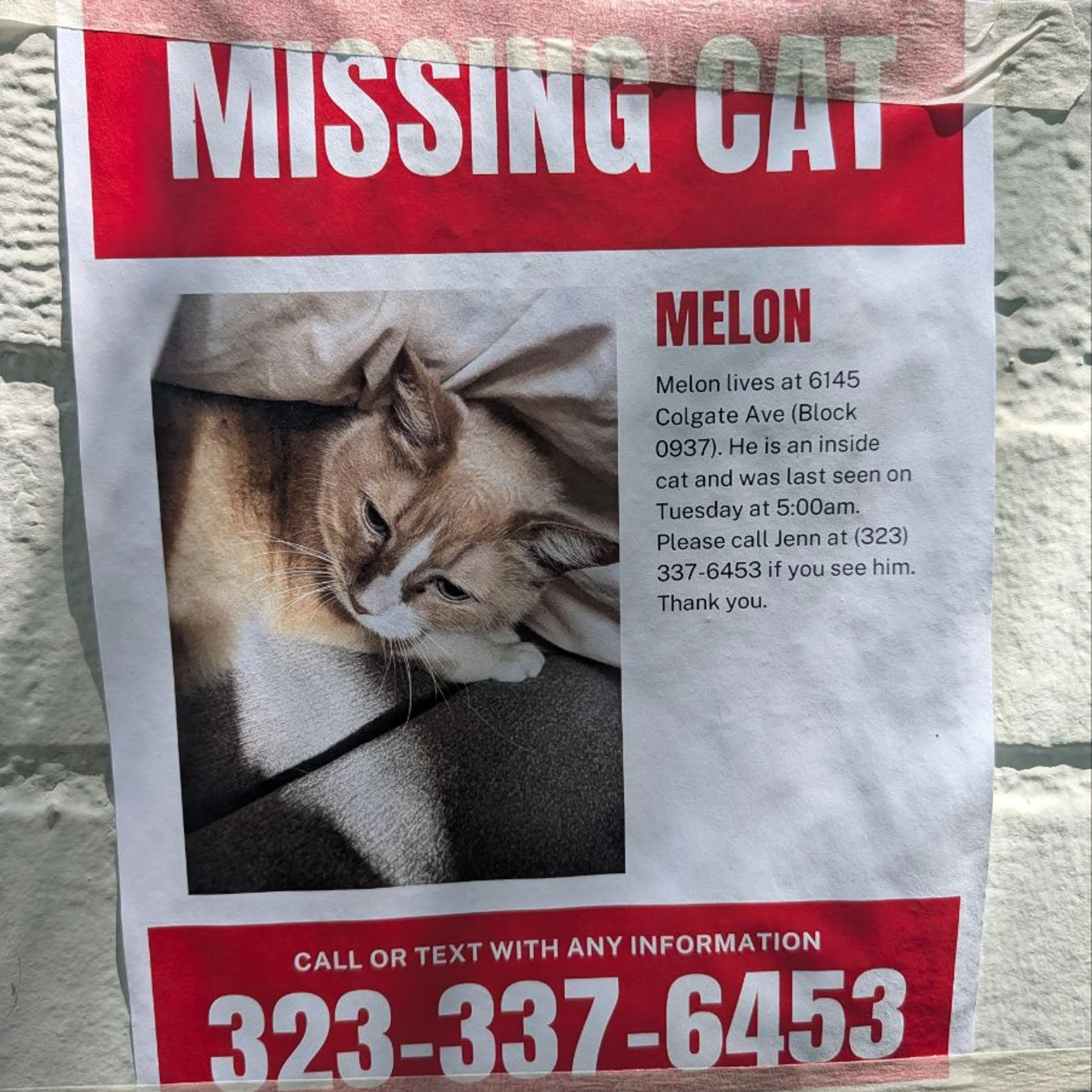 Lost pet