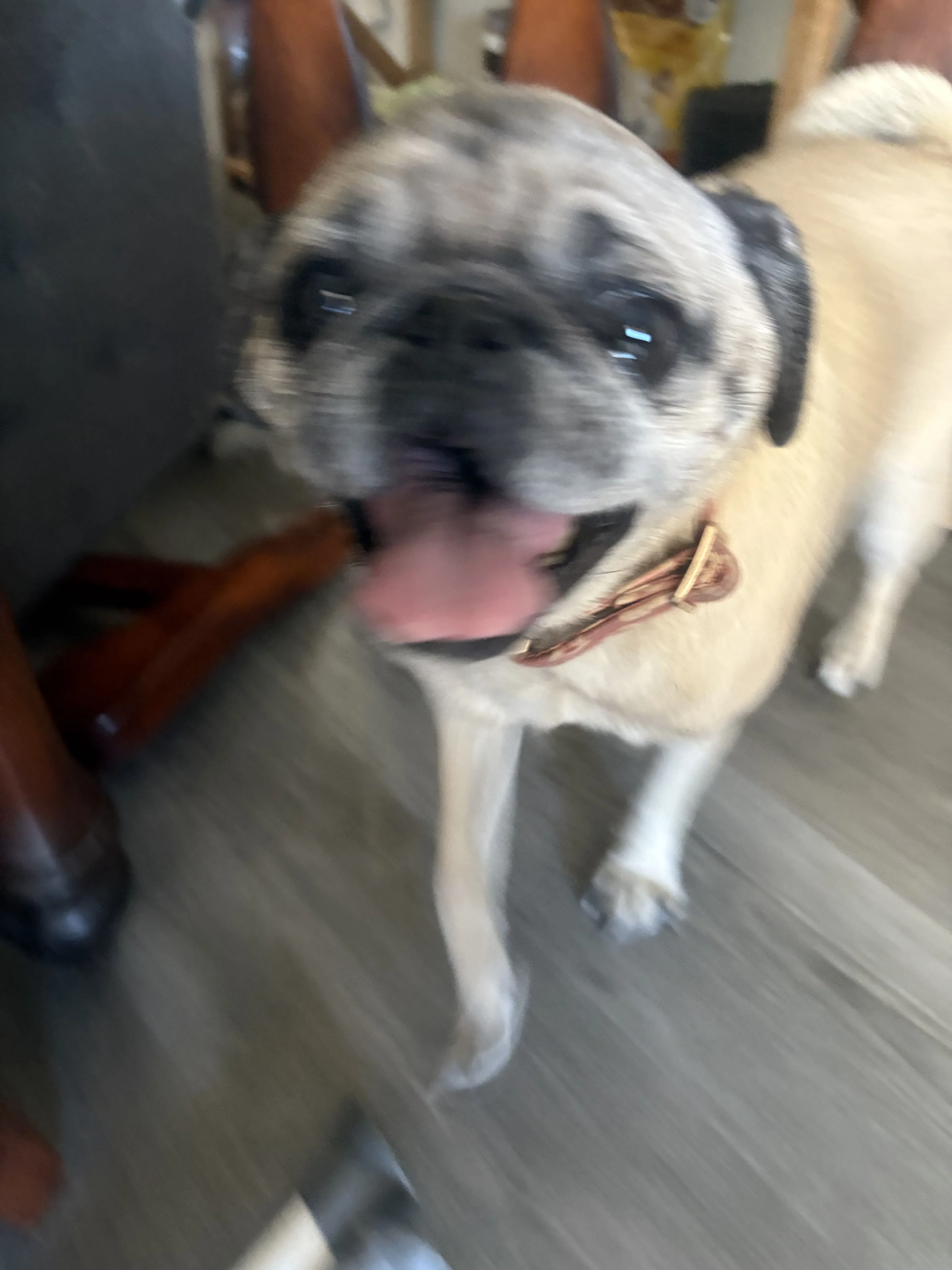 Lost pet-0
