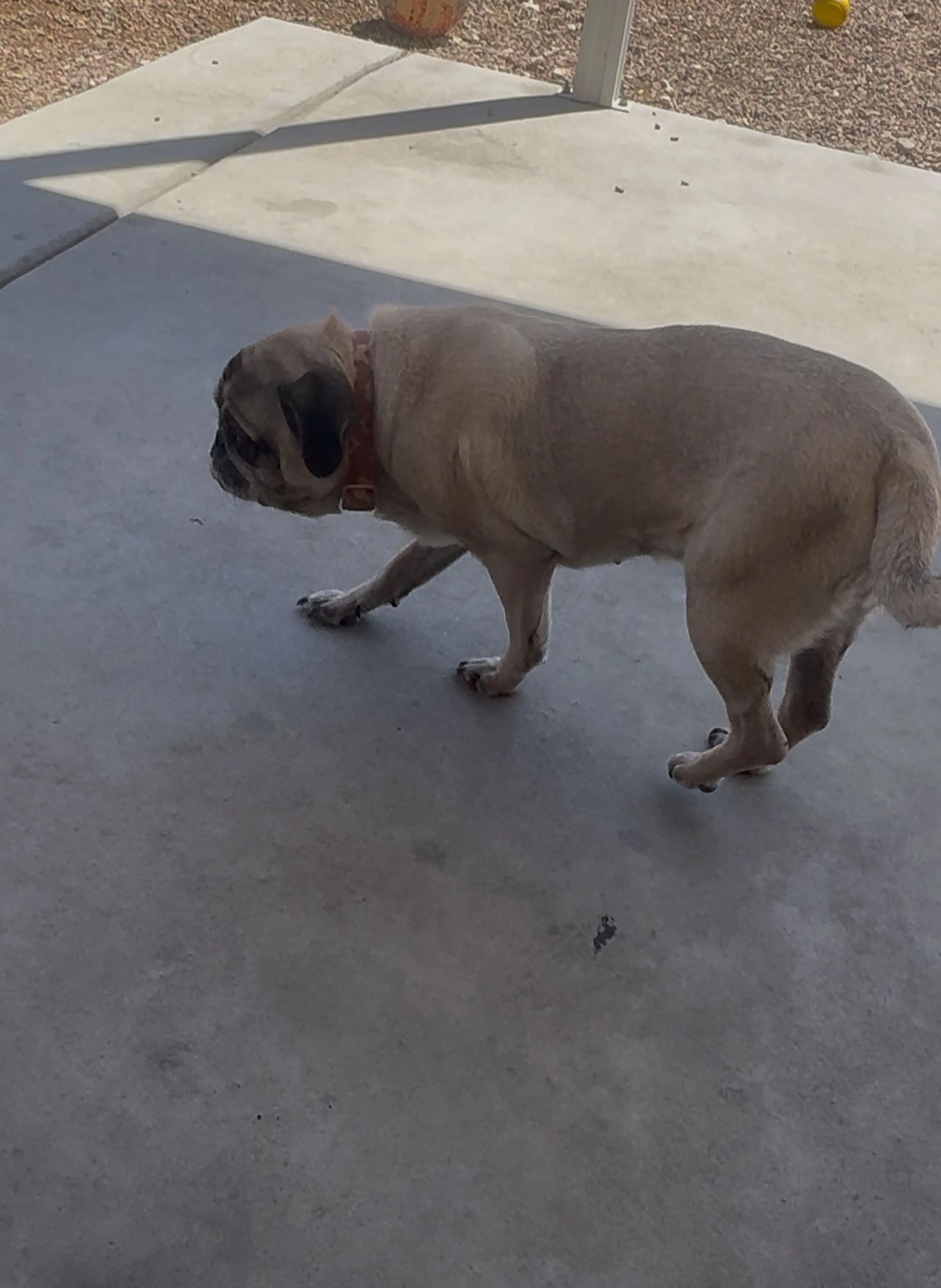 Lost pet-1