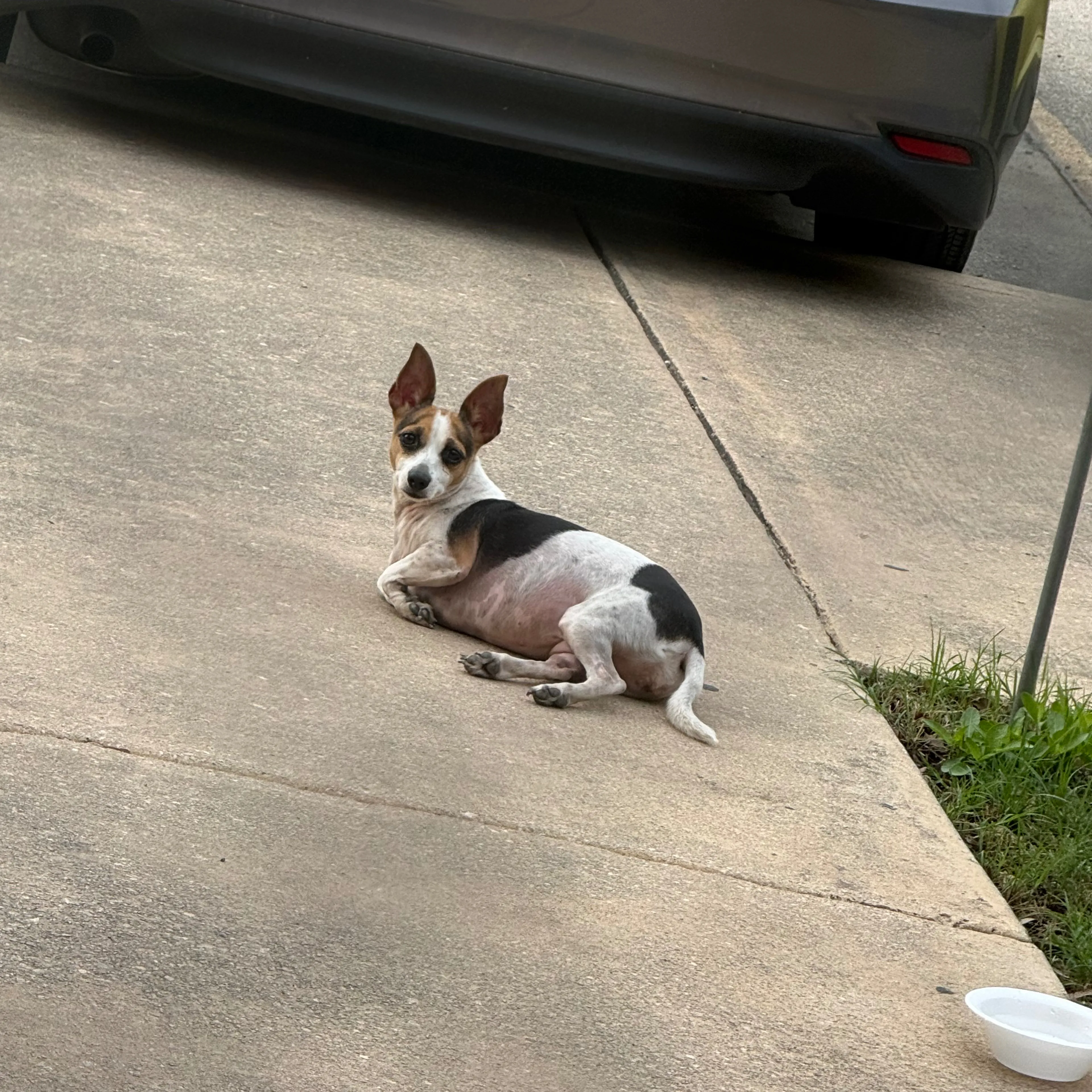 Found pet-1