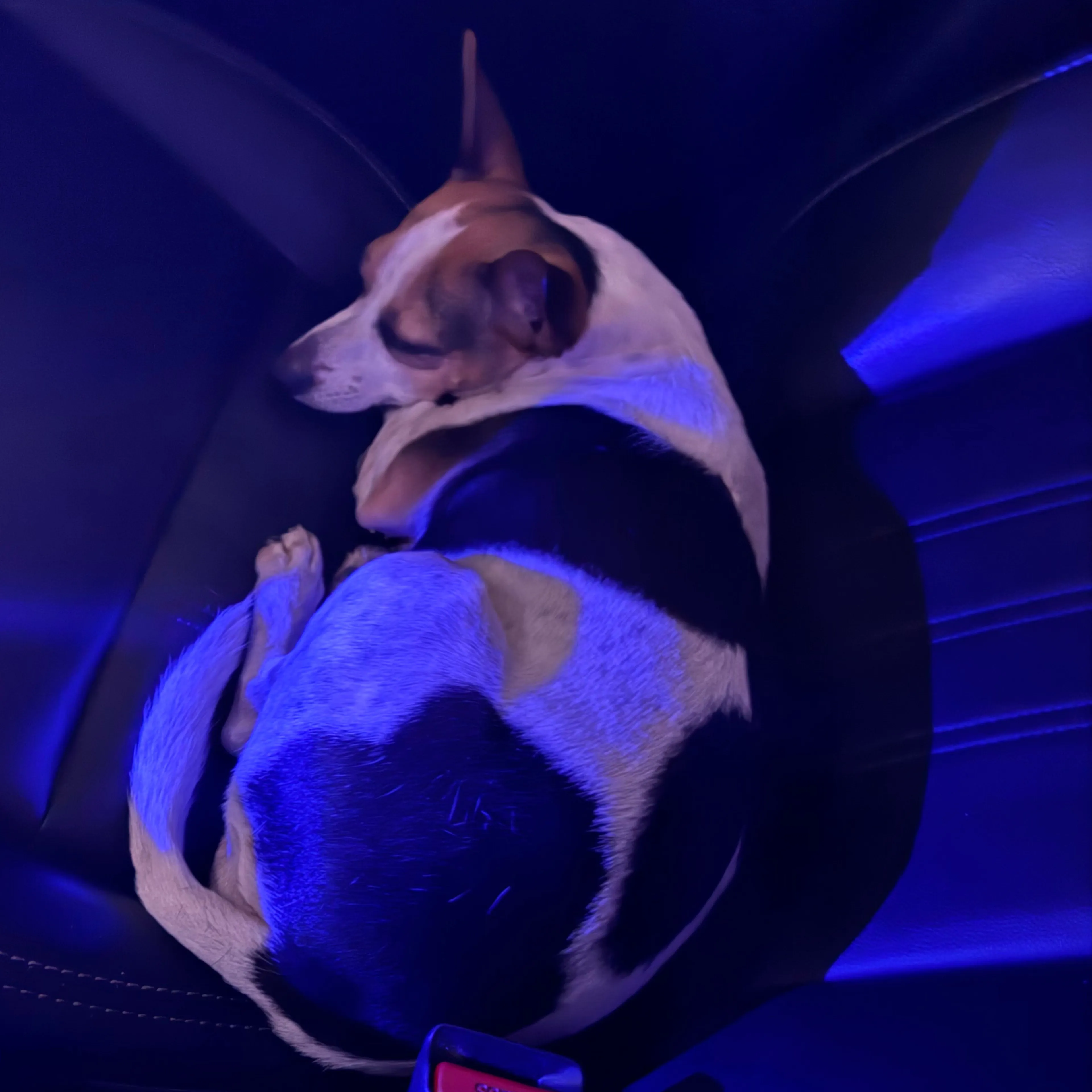 Found pet-3