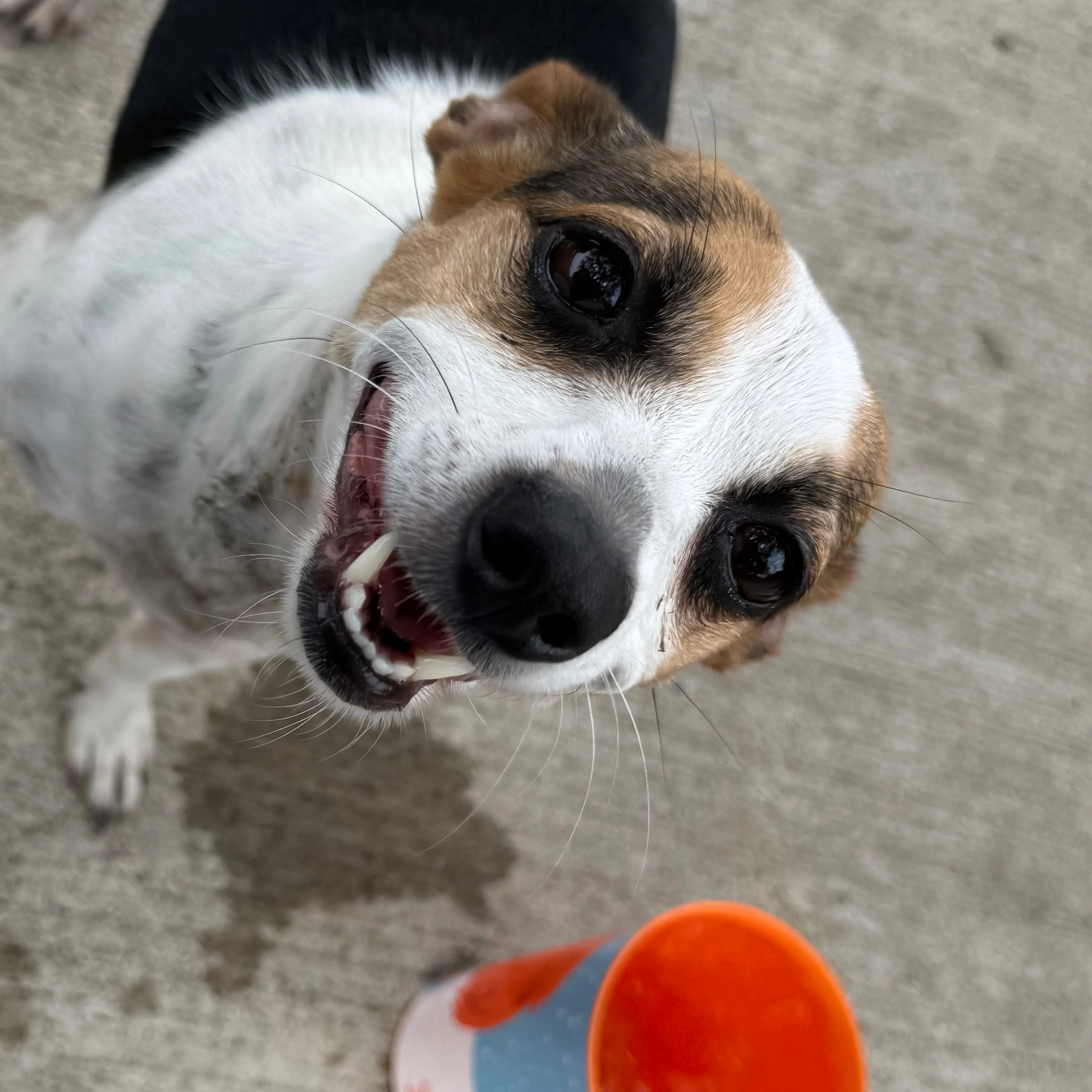 Found pet-2