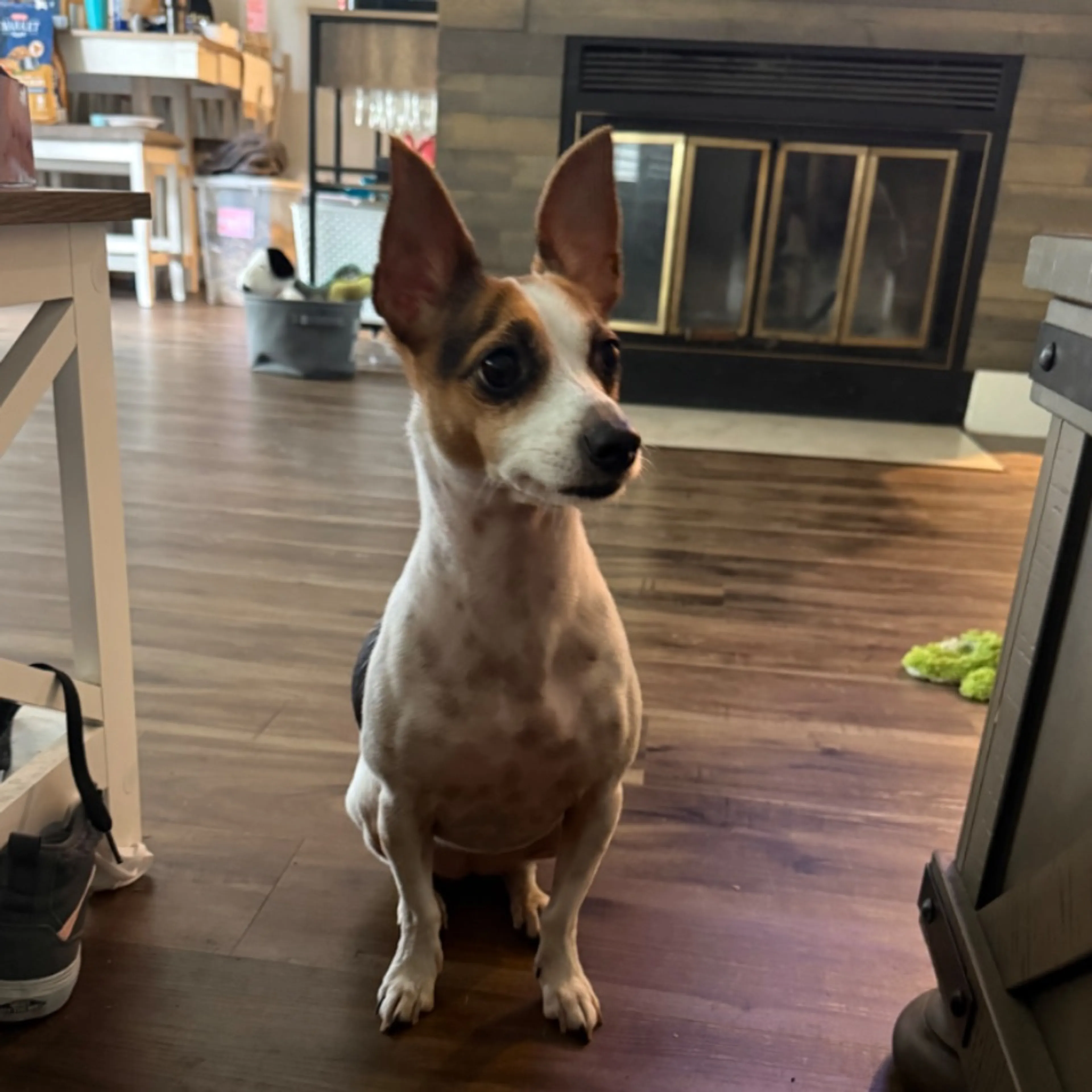 Found pet-0