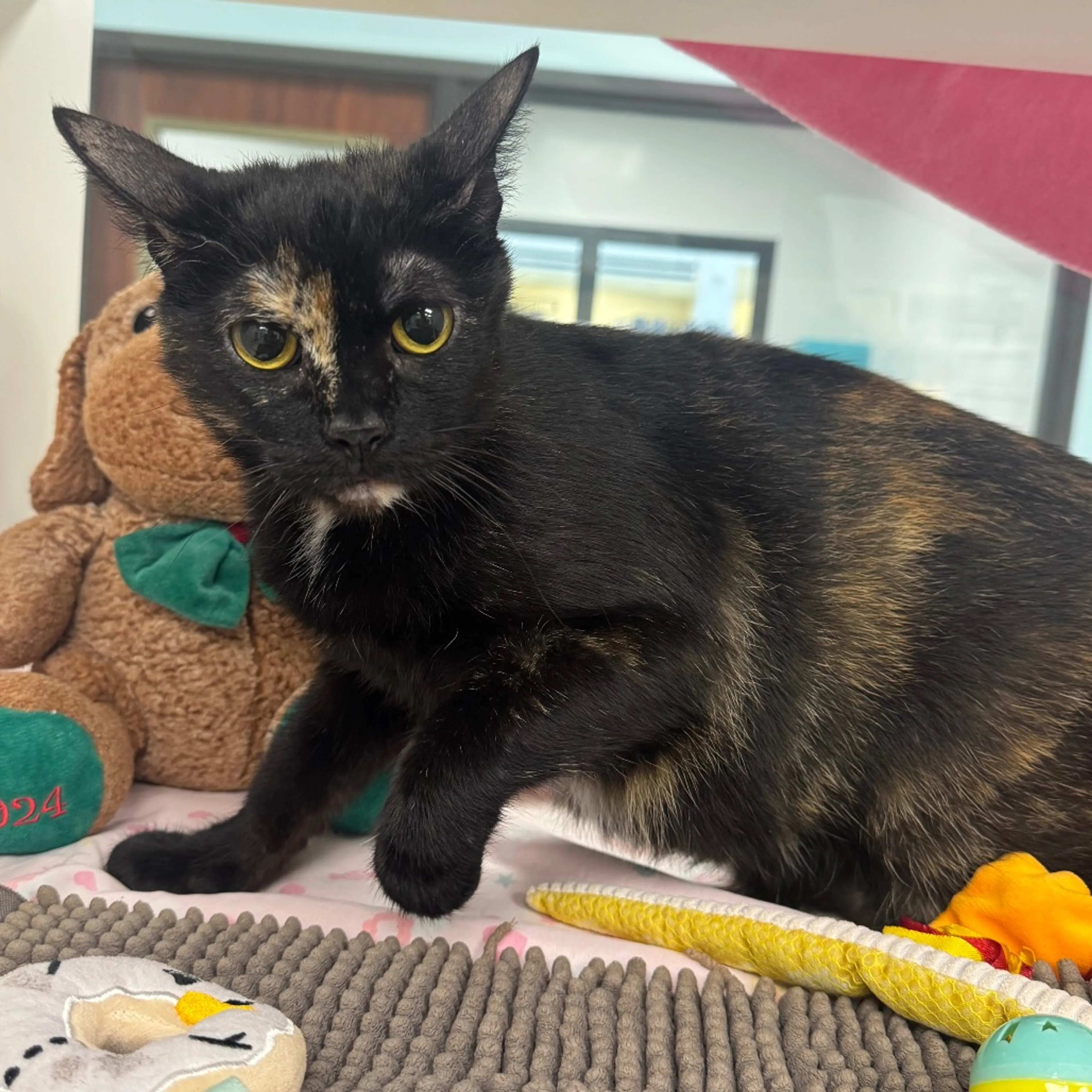Found pet-1