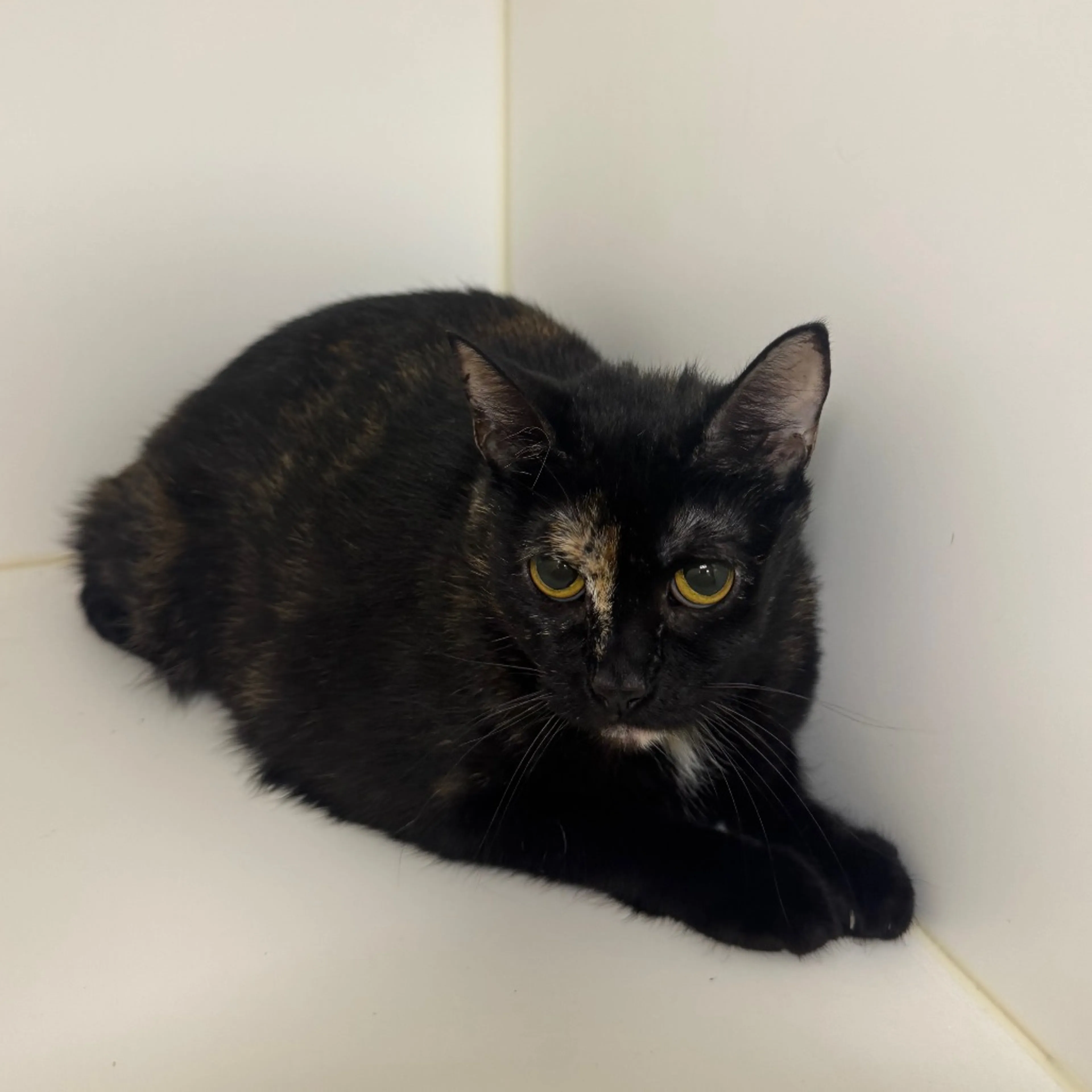 Found pet-2