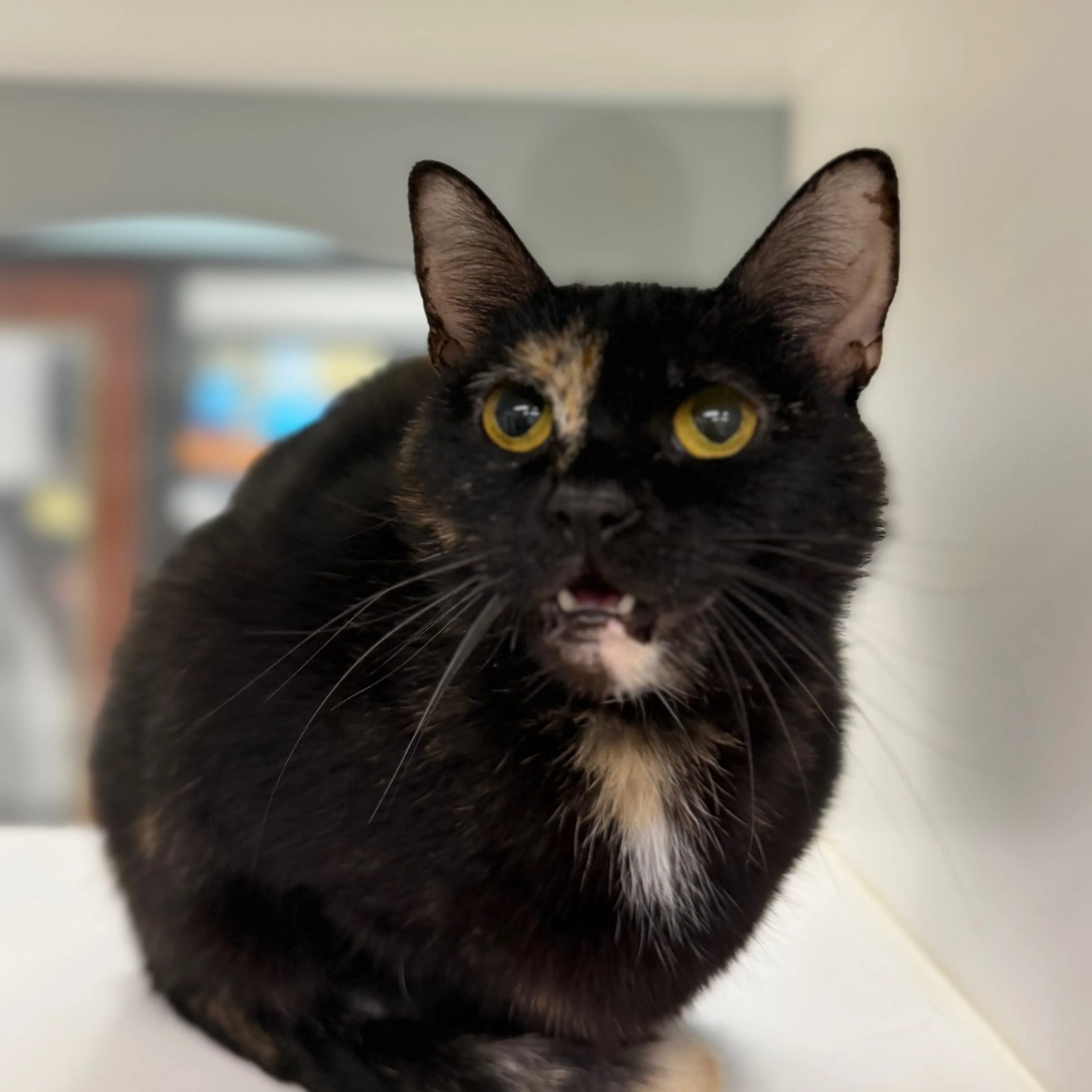 Found pet-3