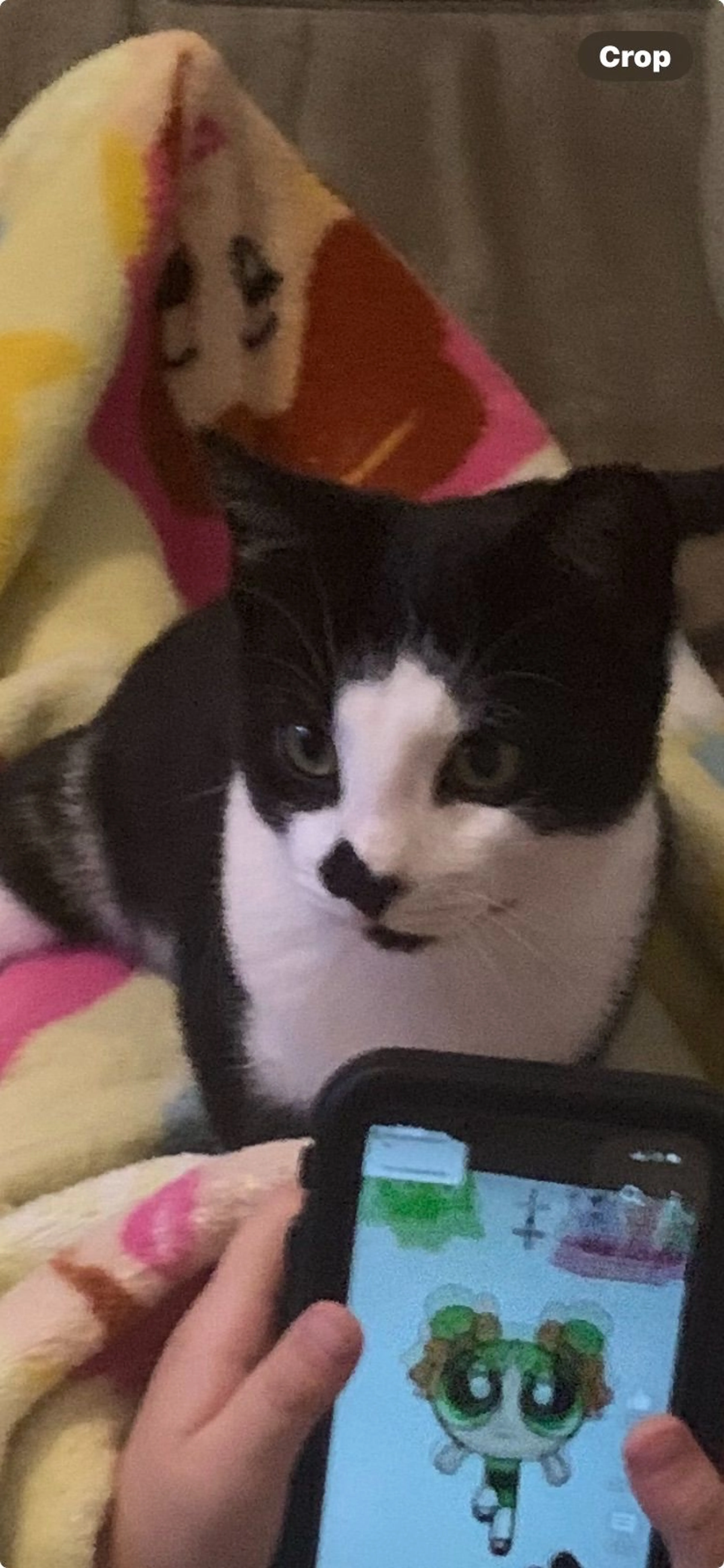 Lost pet-1