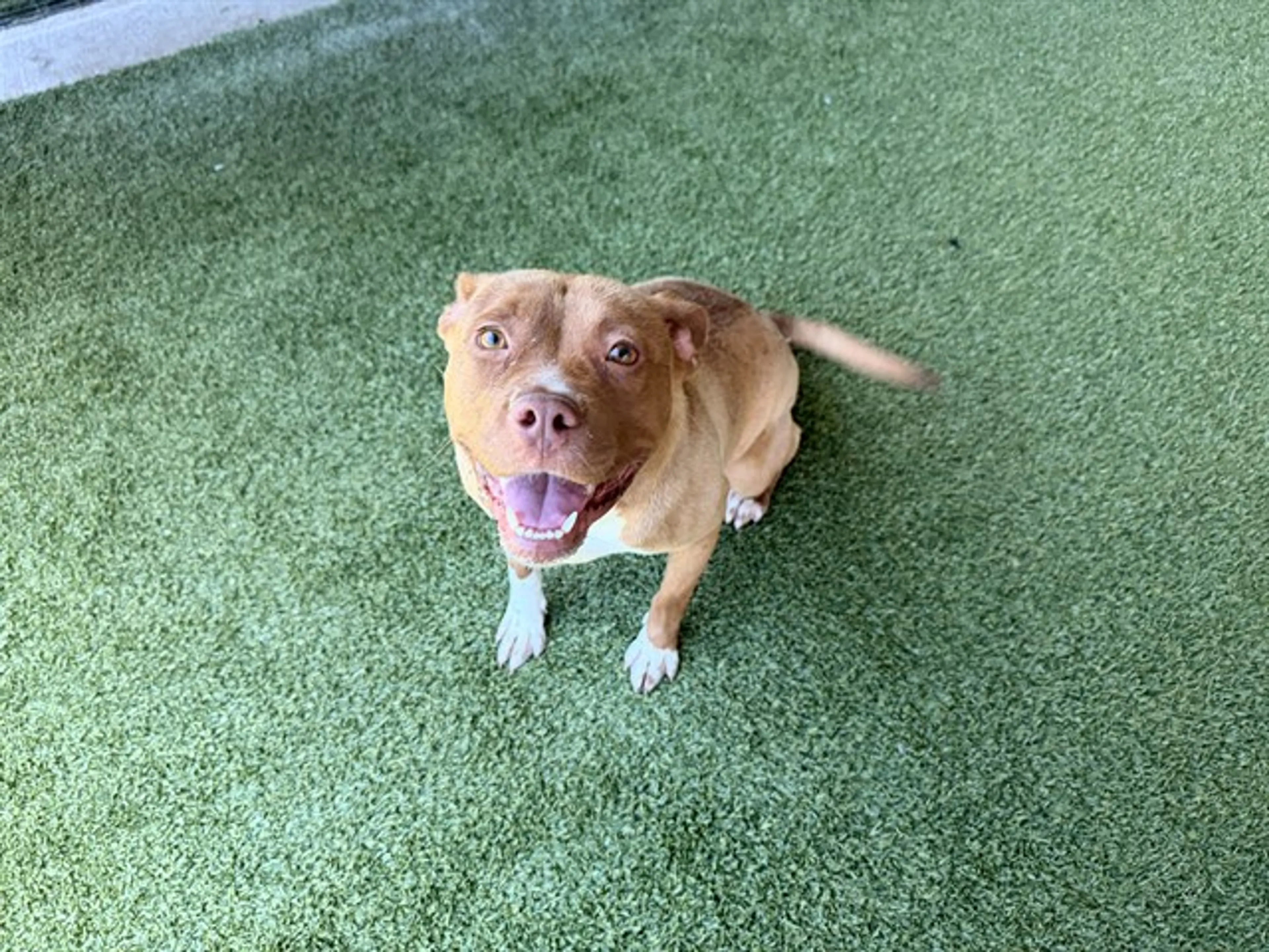 Found pet