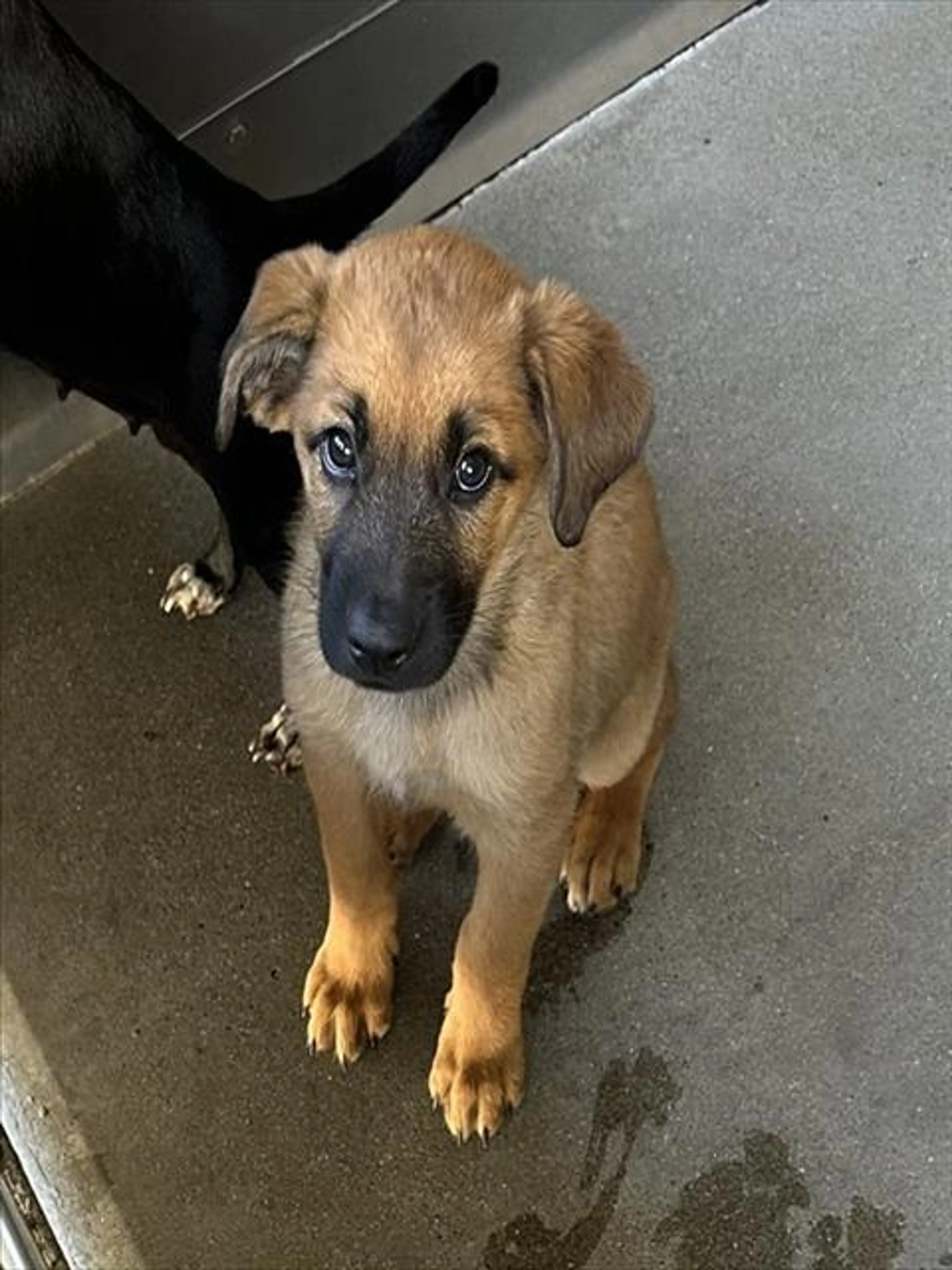 Found pet